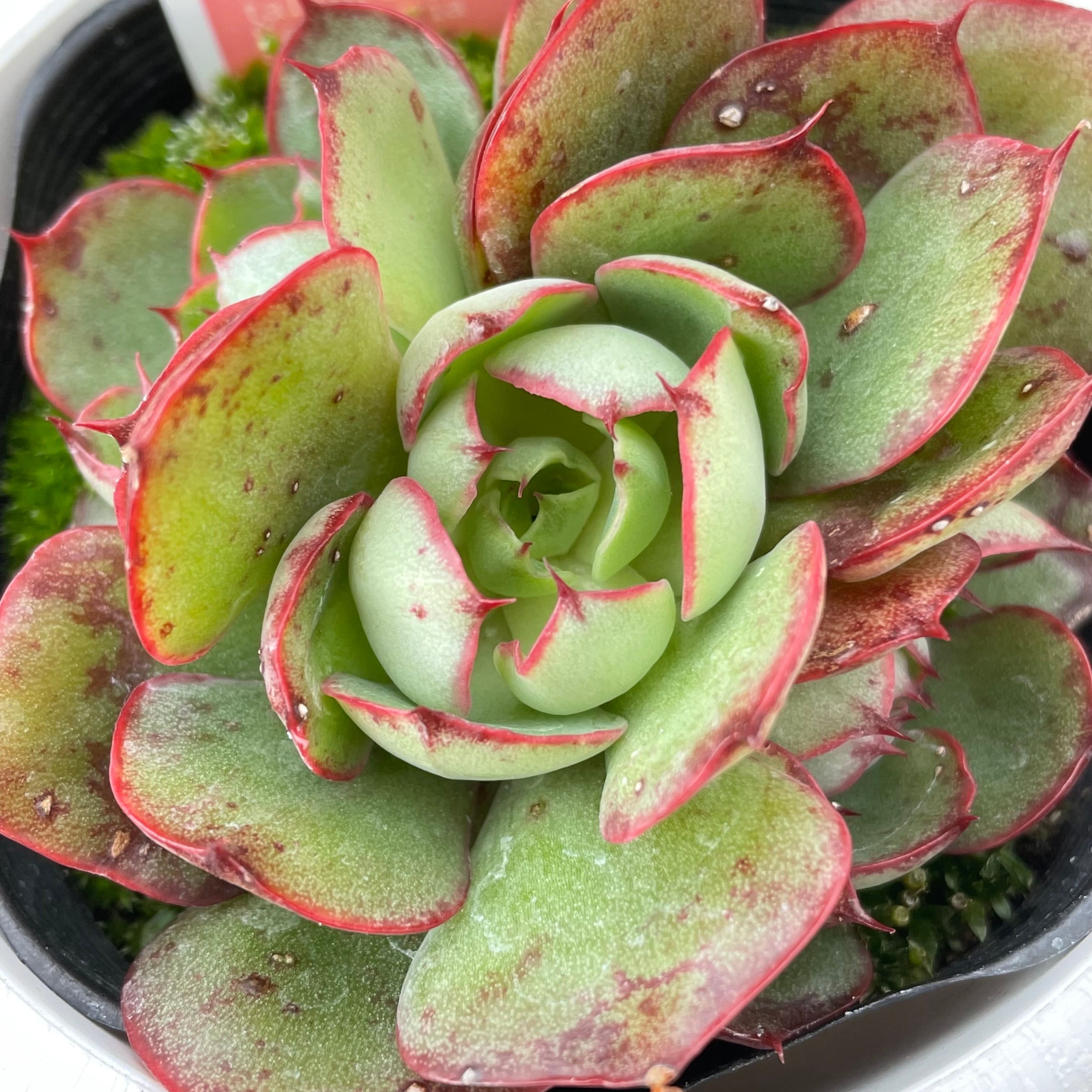 ヤンジン | RuPo 多肉植物専門店