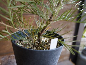 【現物】グレビレア　”アイボリーホイップ”　B