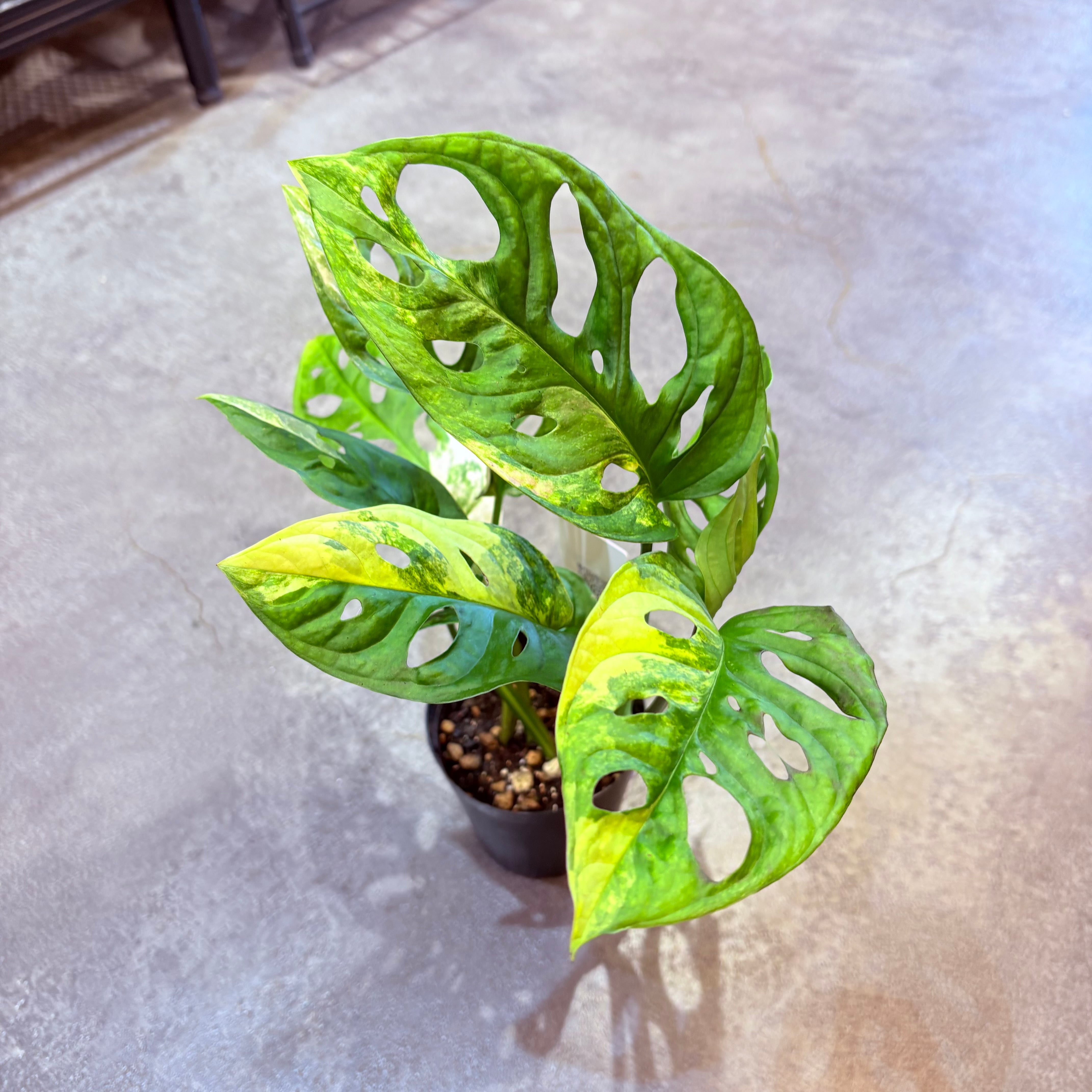 マドカズラ斑入り 3号 B | Green Vibes 宇都宮市の観葉植物専門店