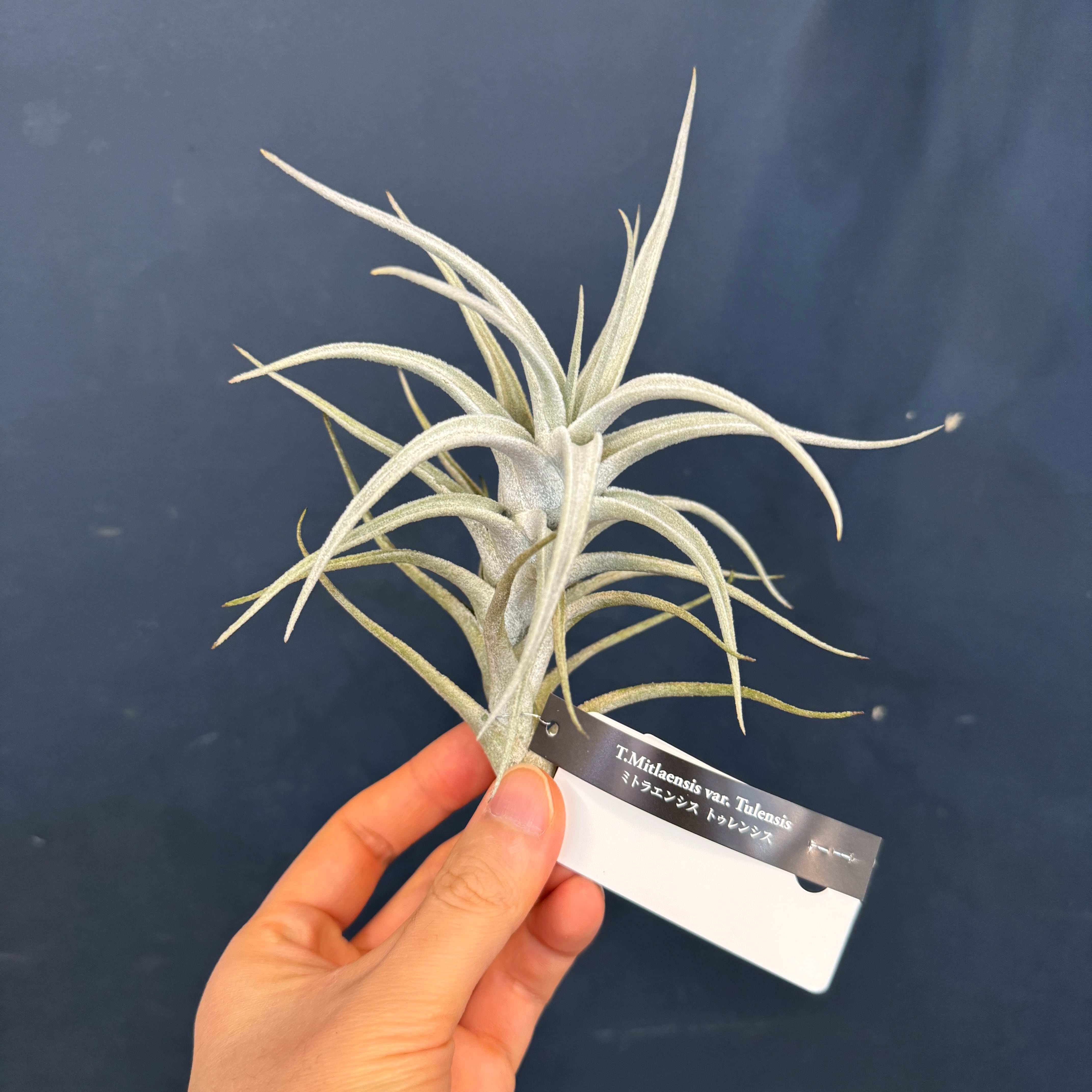 チランジア ミトラエンシス トゥレンシス【505】 | PROTOLEAF プロトリーフ