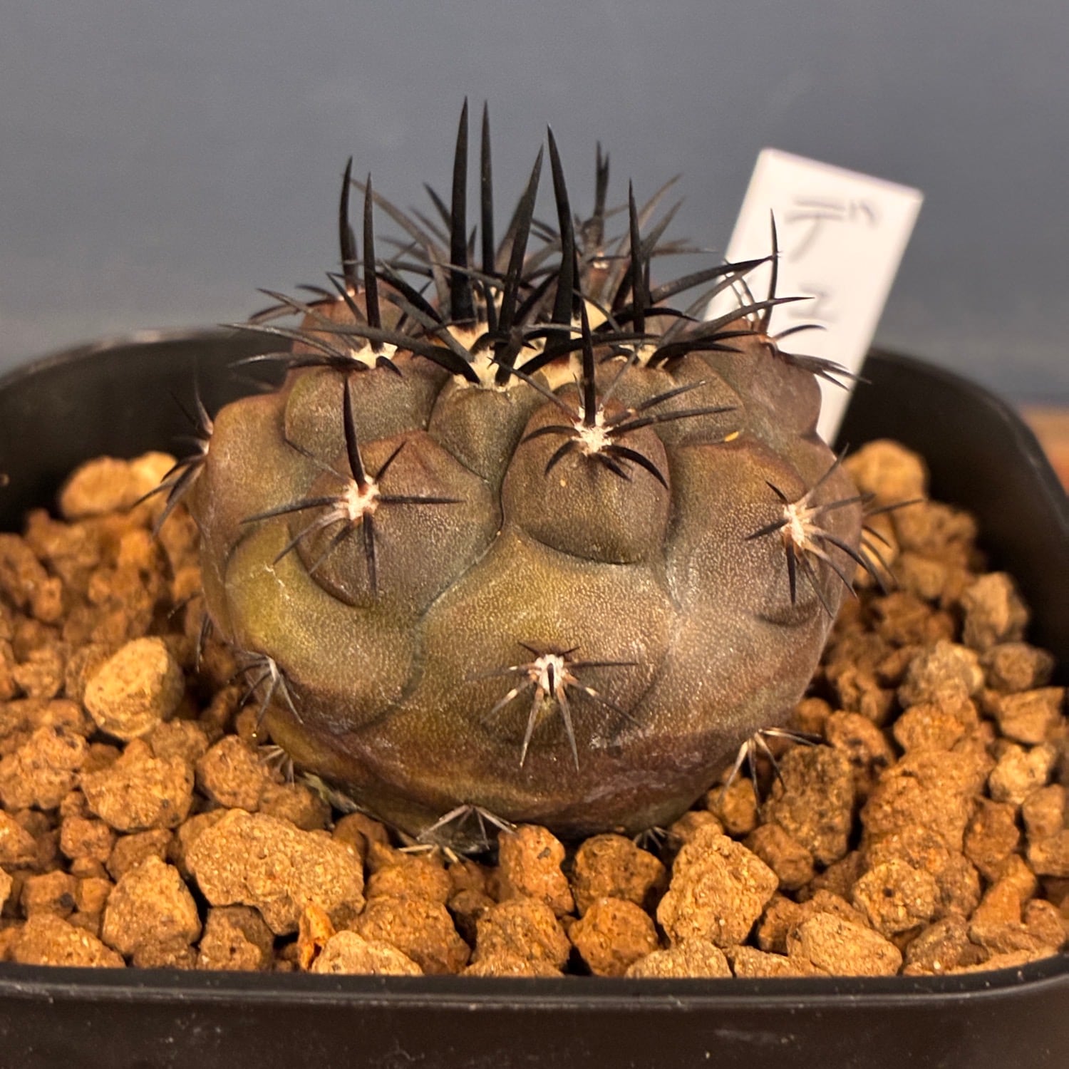 Copiapoa】サボテン コピアポア デュラ 銅羅丸実生【174】 | PROTOLEAF