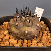 【Copiapoa】サボテン　コピアポア　デュラ　銅羅丸実生【174】