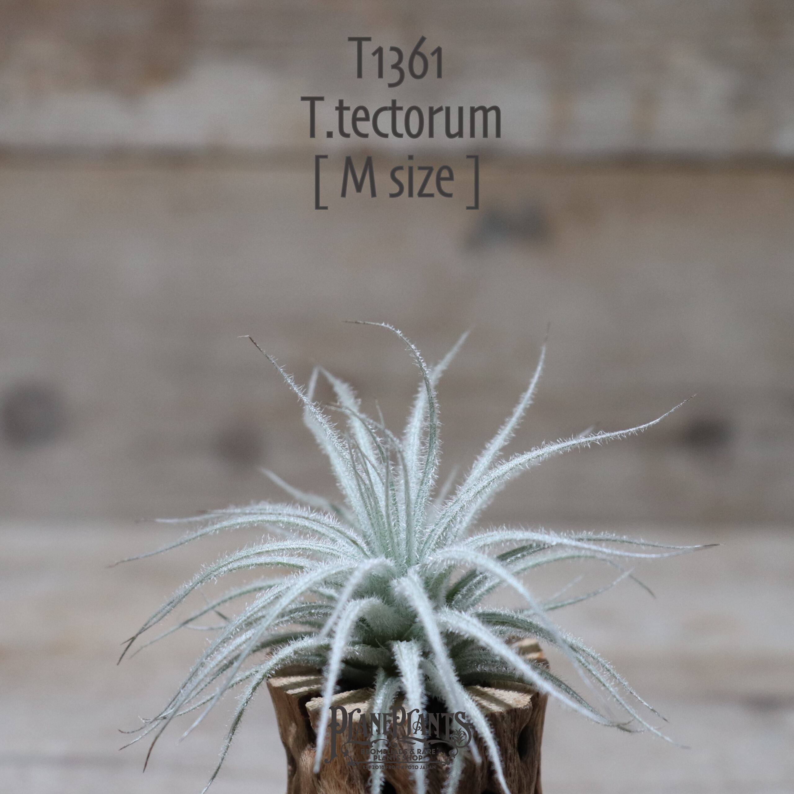 【送料無料】テクトラム M〔エアプランツ〕現品発送T1361