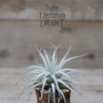 【送料無料】テクトラム M〔エアプランツ〕現品発送T1361