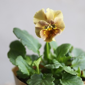 ビオラ　和モダンクラシック　ウコン　冬から春にオススメのお花　よく咲く　シャビーシックにおすすめ