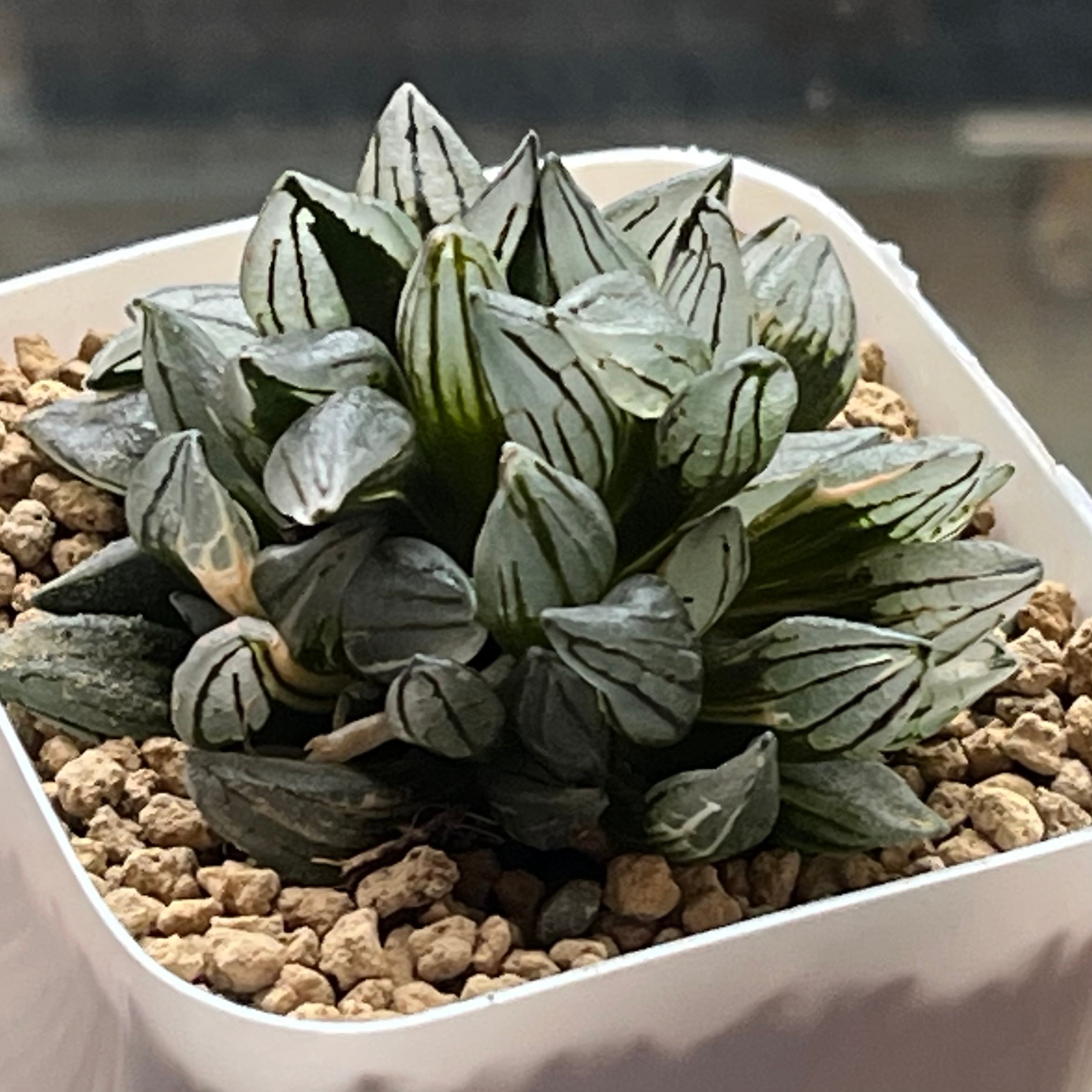 ハオルチア ブルコン般若 | mocono_plants