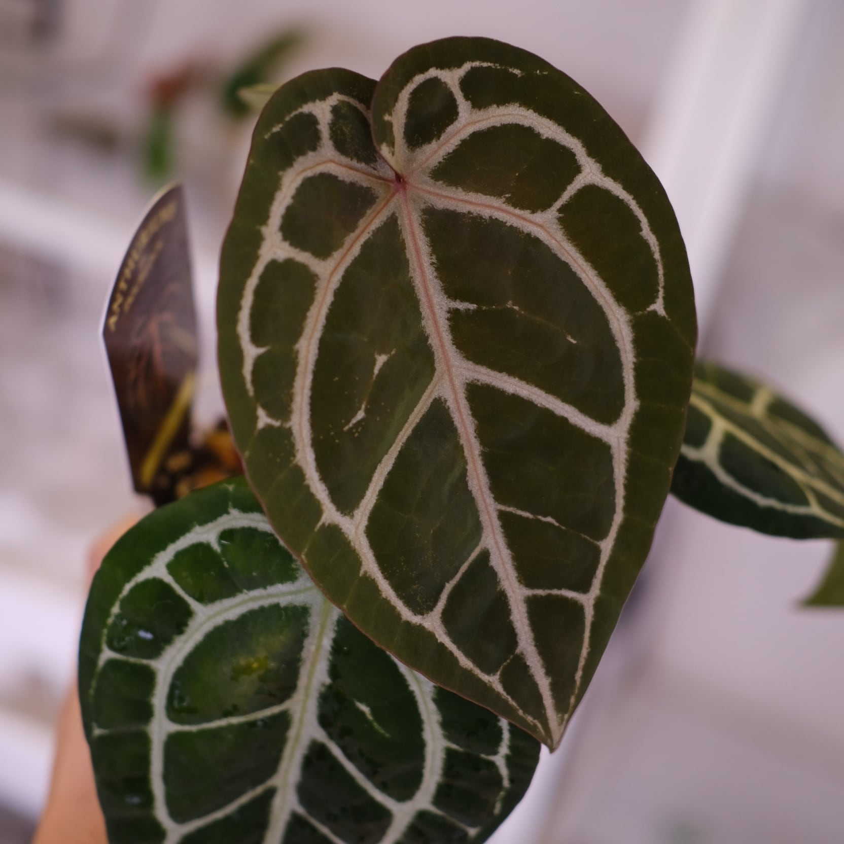 正規タグ】Anthurium 'Michelle' by DOC BLOCK⑯ / アンスリウム