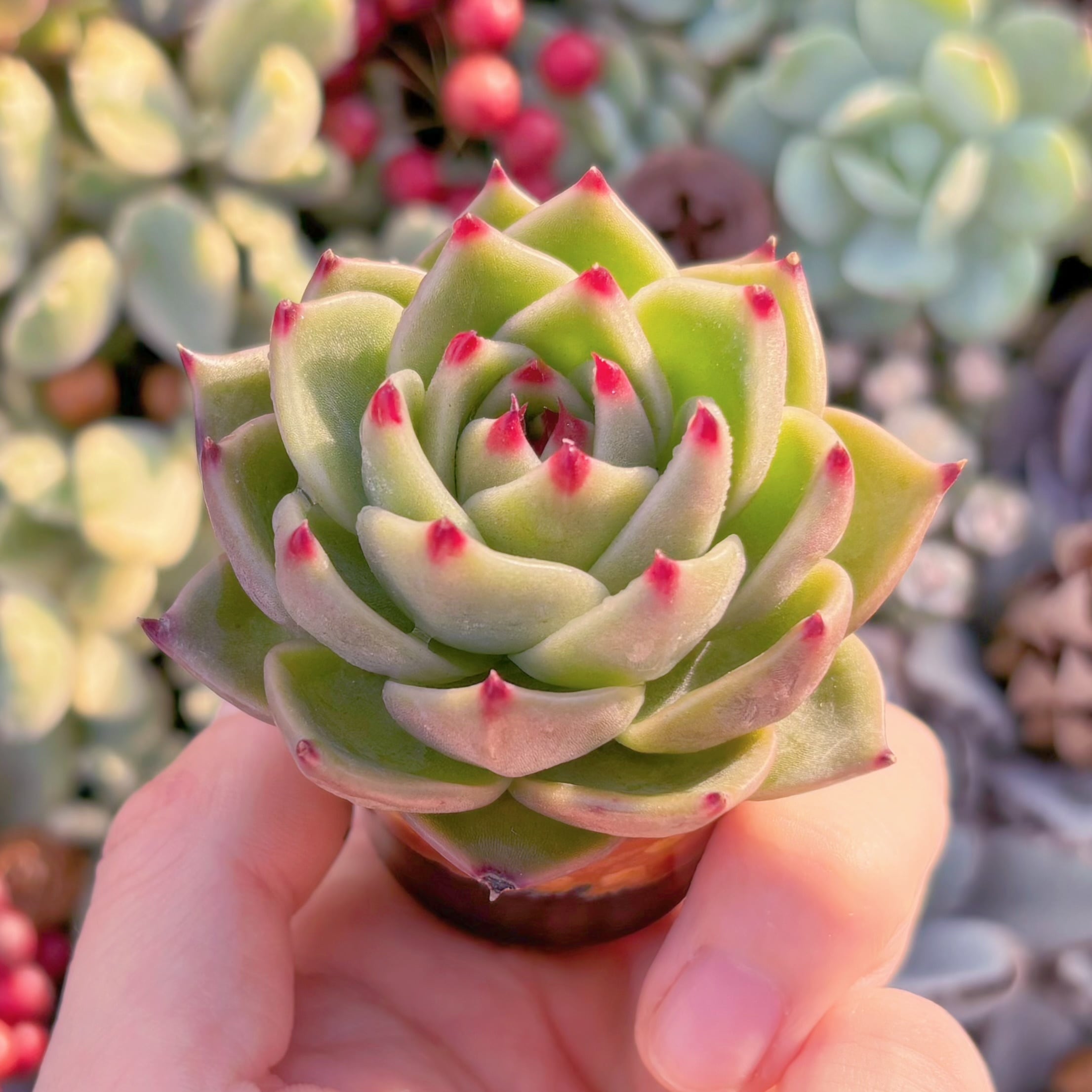 多肉植物 ブルードラゴン 新入荷 るる農園 | るる農園~多肉植物専門