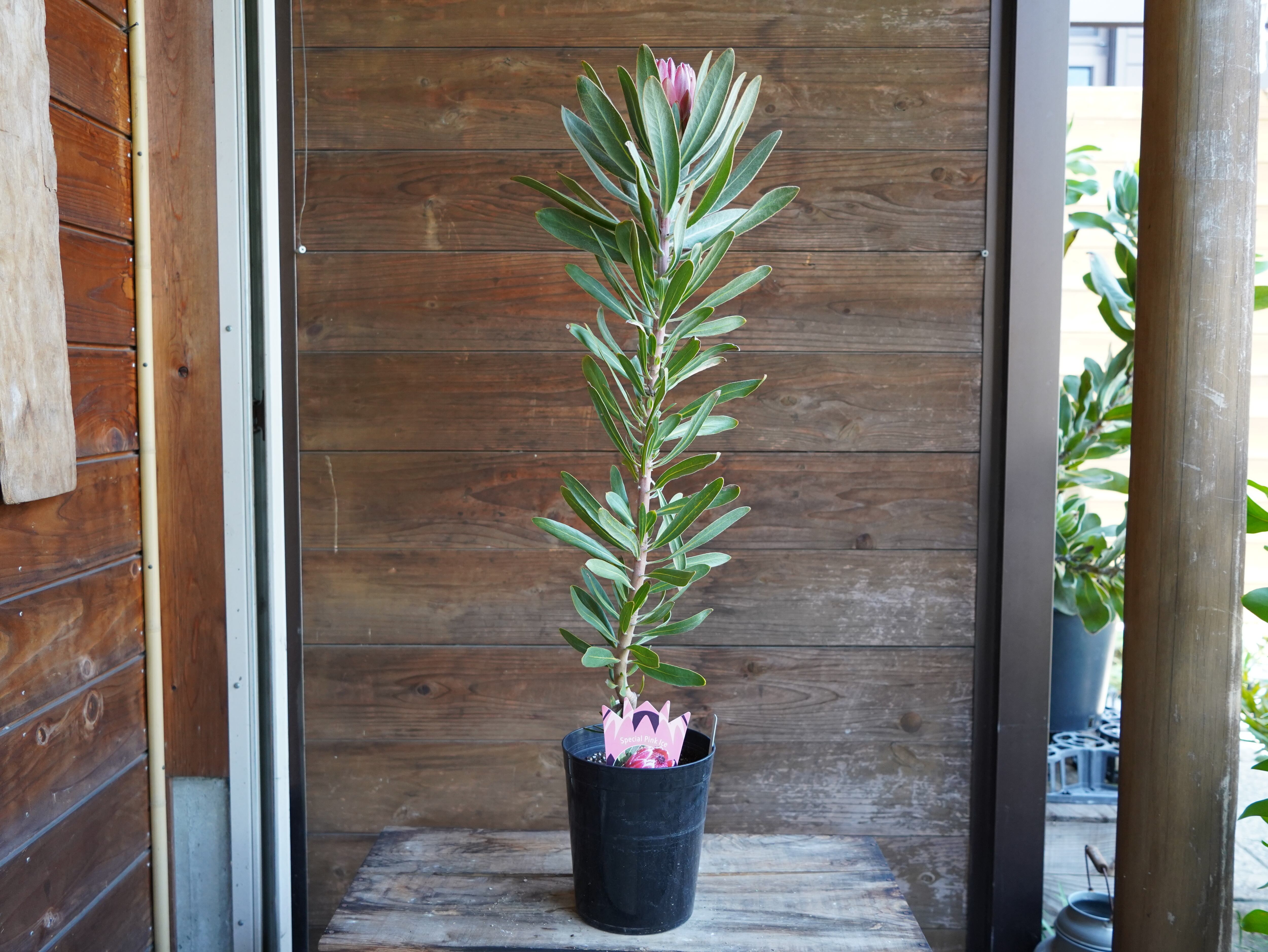 ＜専用＞　２点おまとめ