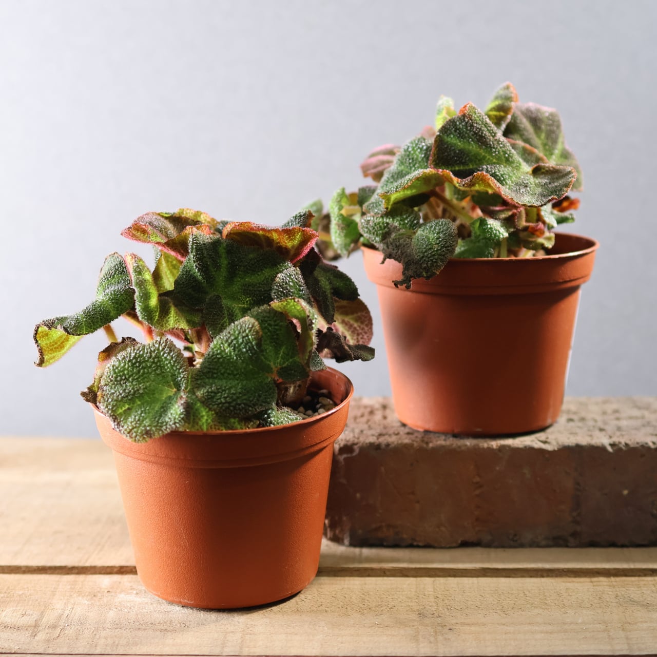 574『ベゴニア ソリムタータ』観葉植物【送料無料】 | MARX PLANTS