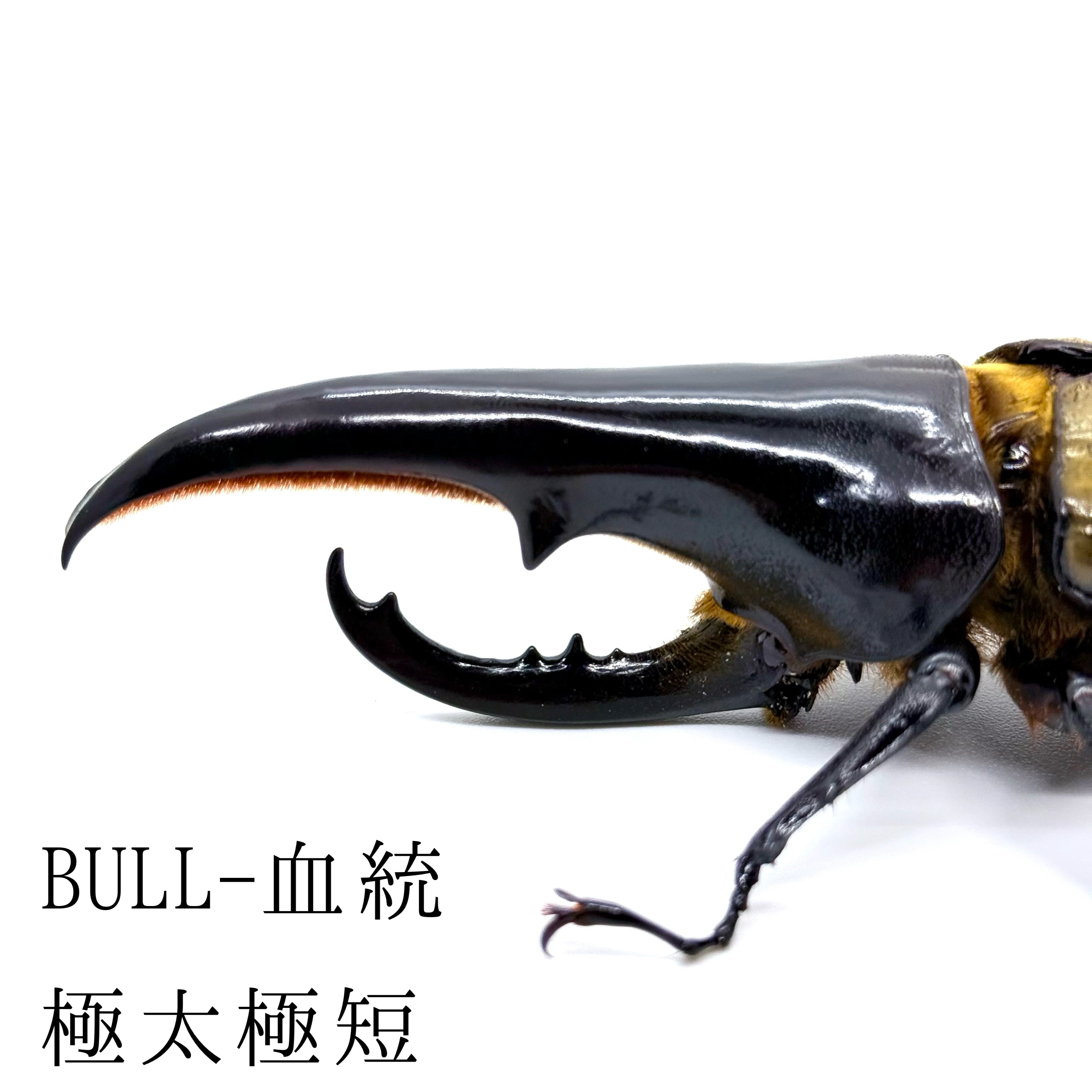 極太極短 / 成虫 / オス / ヘラクレスオオカブト