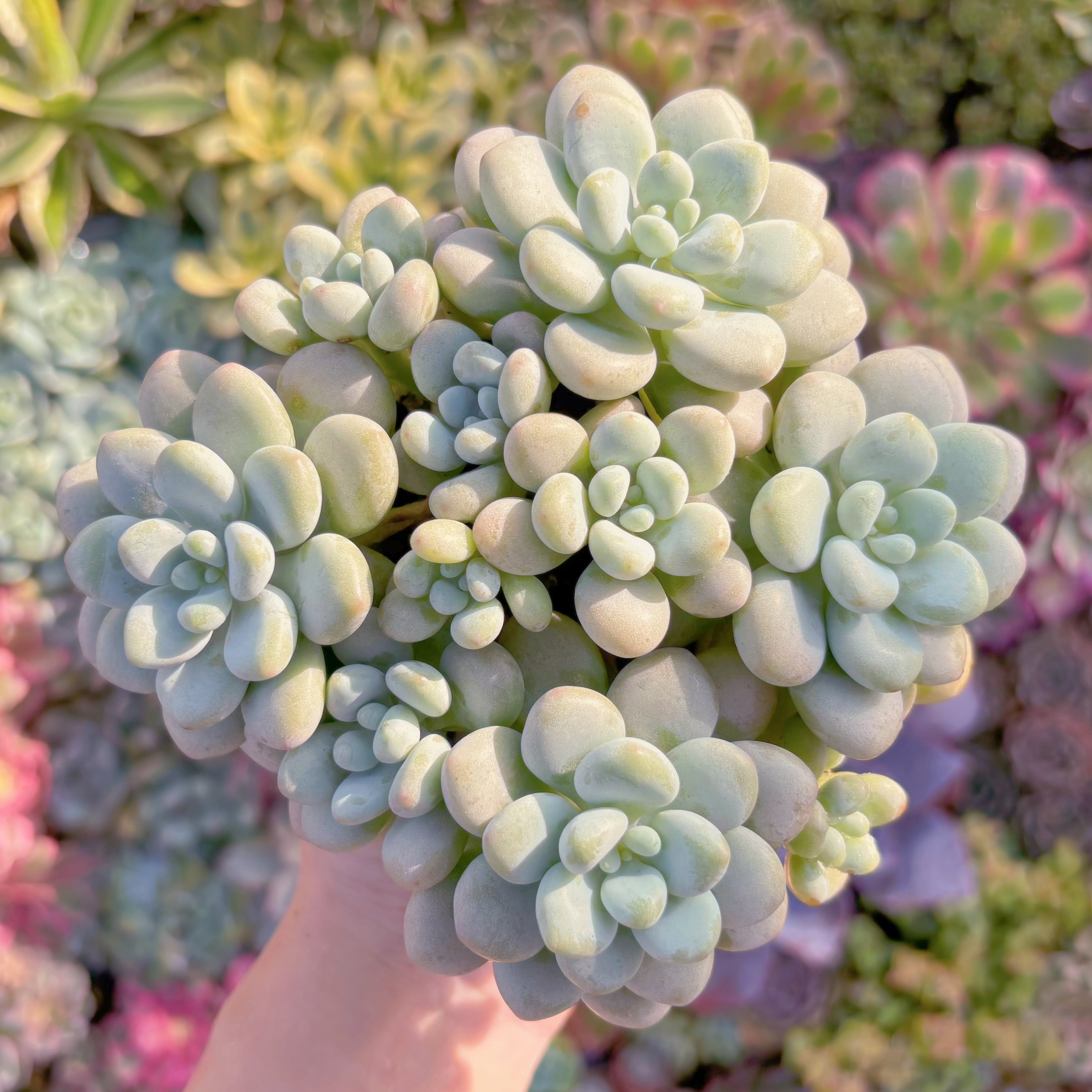 多肉植物　新品種　ぎょぽぽ　群生　新入荷　るる農園