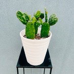 ［現品］A1  ウチワサボテン　5号　観葉植物　室内　おしゃれ　かわいい　多肉植物　