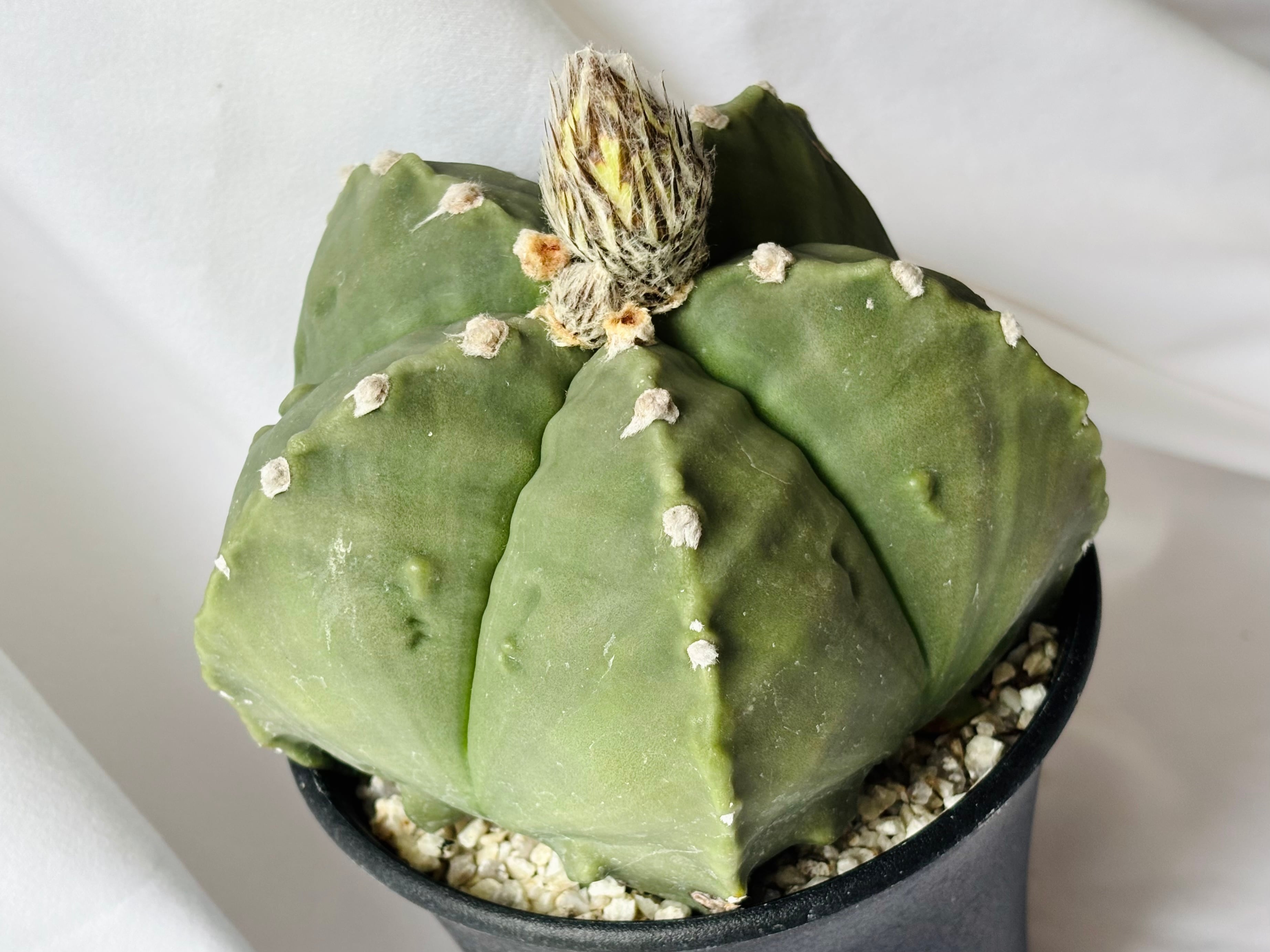 Astrophytum myriostigma アストロフィツム 大型ヘキラン 碧瑠璃鸞鳳玉