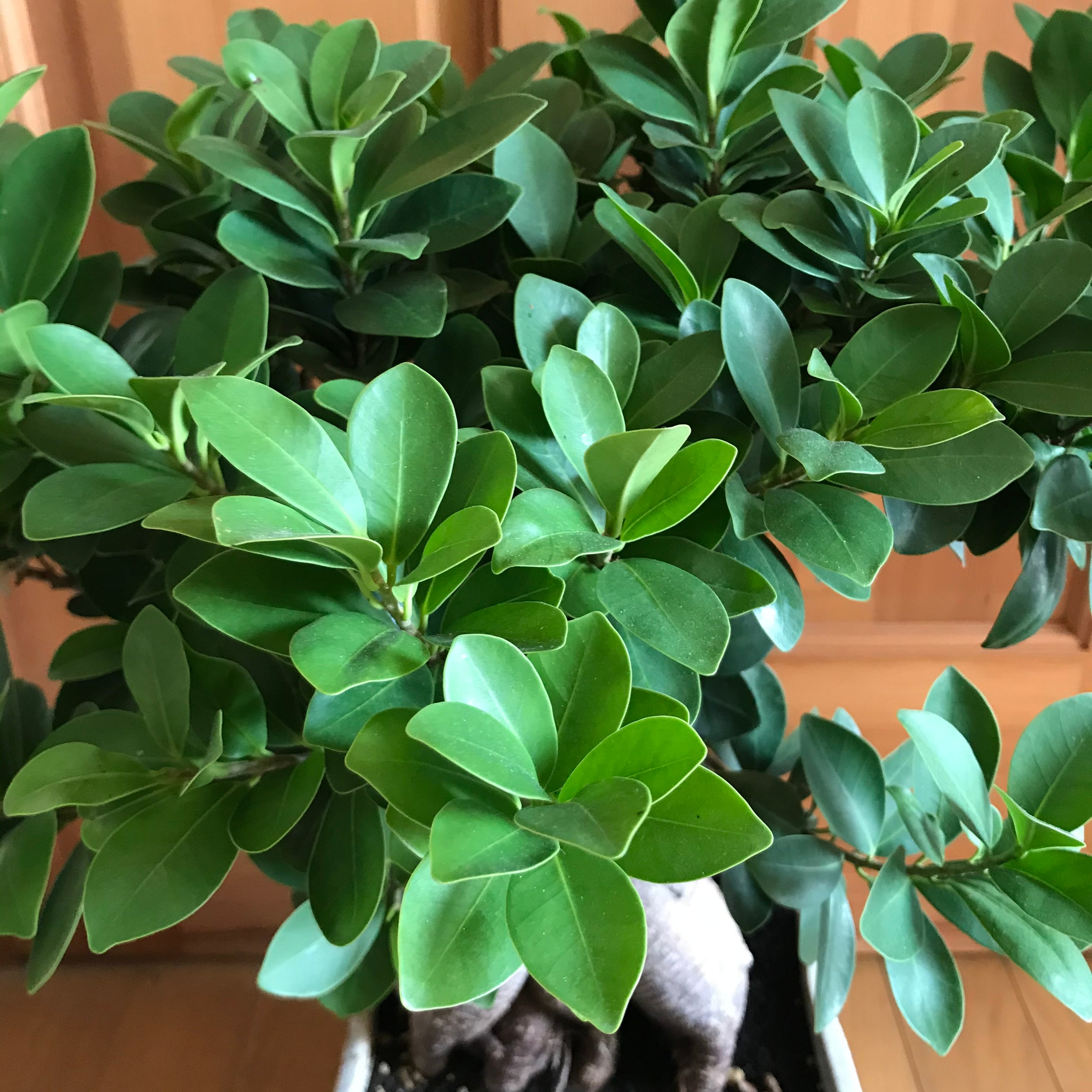 精霊のおうち ガジュマル | Merak - メラク 寄せ植え ガーデニング