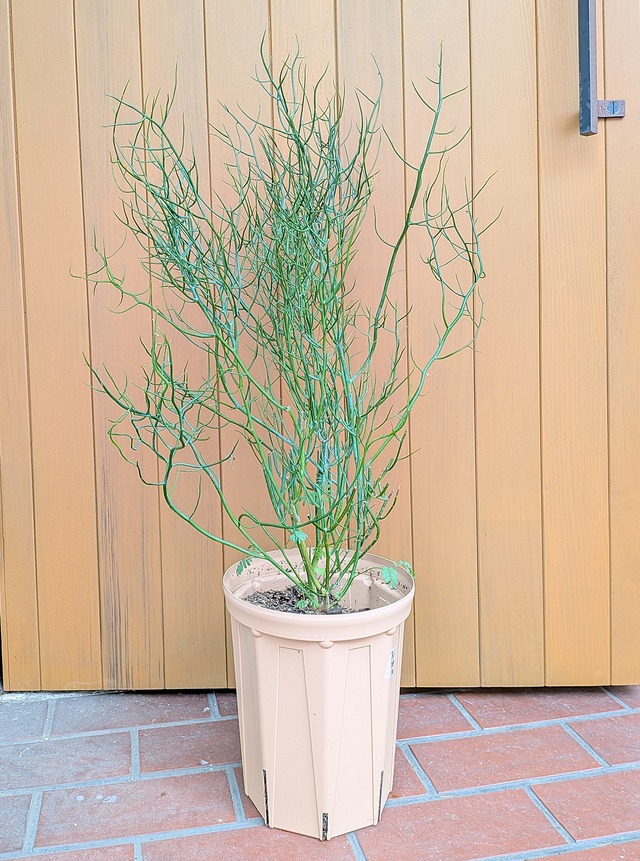 アカシア・スピネセンス | PLANTSHUSET