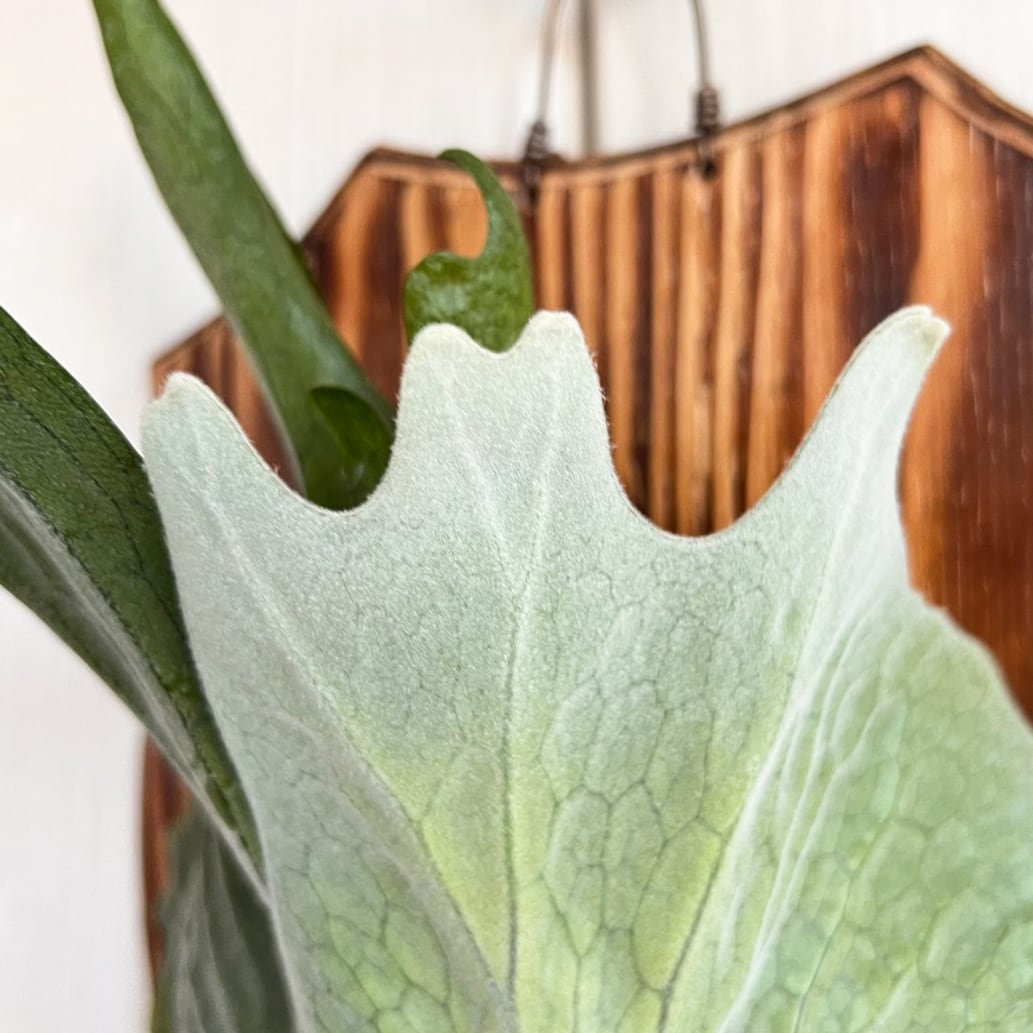 ビカクシダ グランデ 板付 【観葉植物 壁掛け コウモリラン