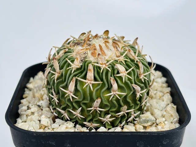 Echinofossulocactus phyllacanthus　エキノフォスロカクタス　白玉 　サボテン