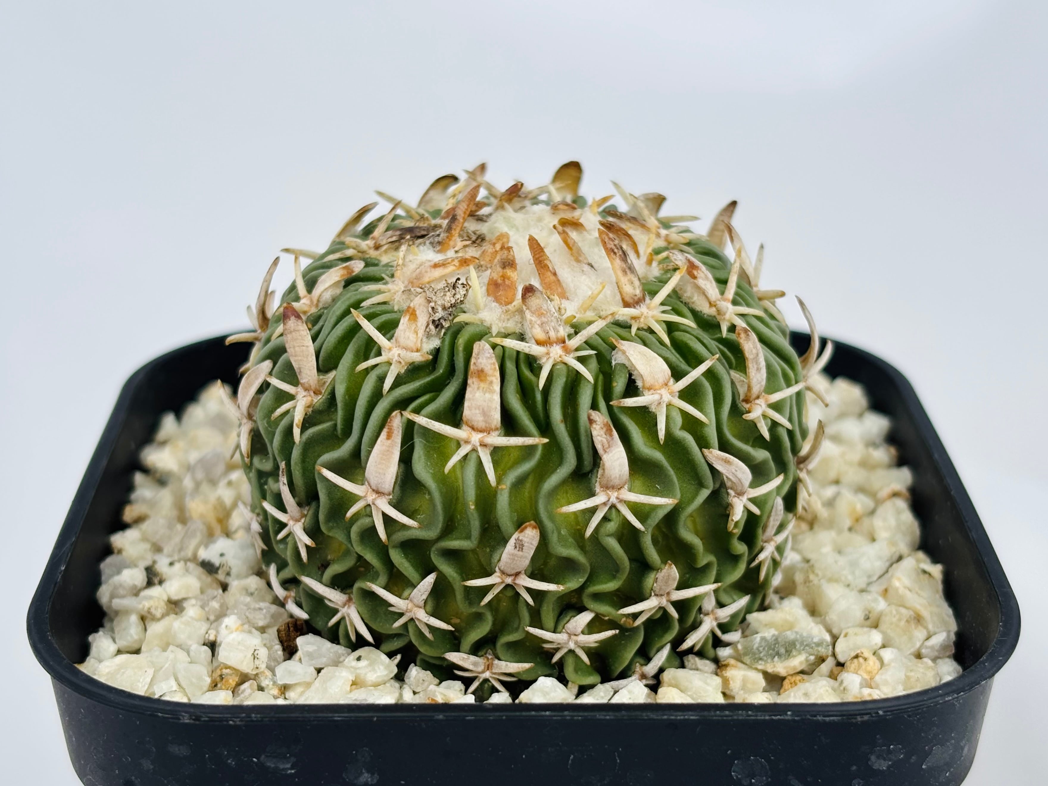 Echinofossulocactus phyllacanthus エキノフォスロカクタス 白玉 サボテン