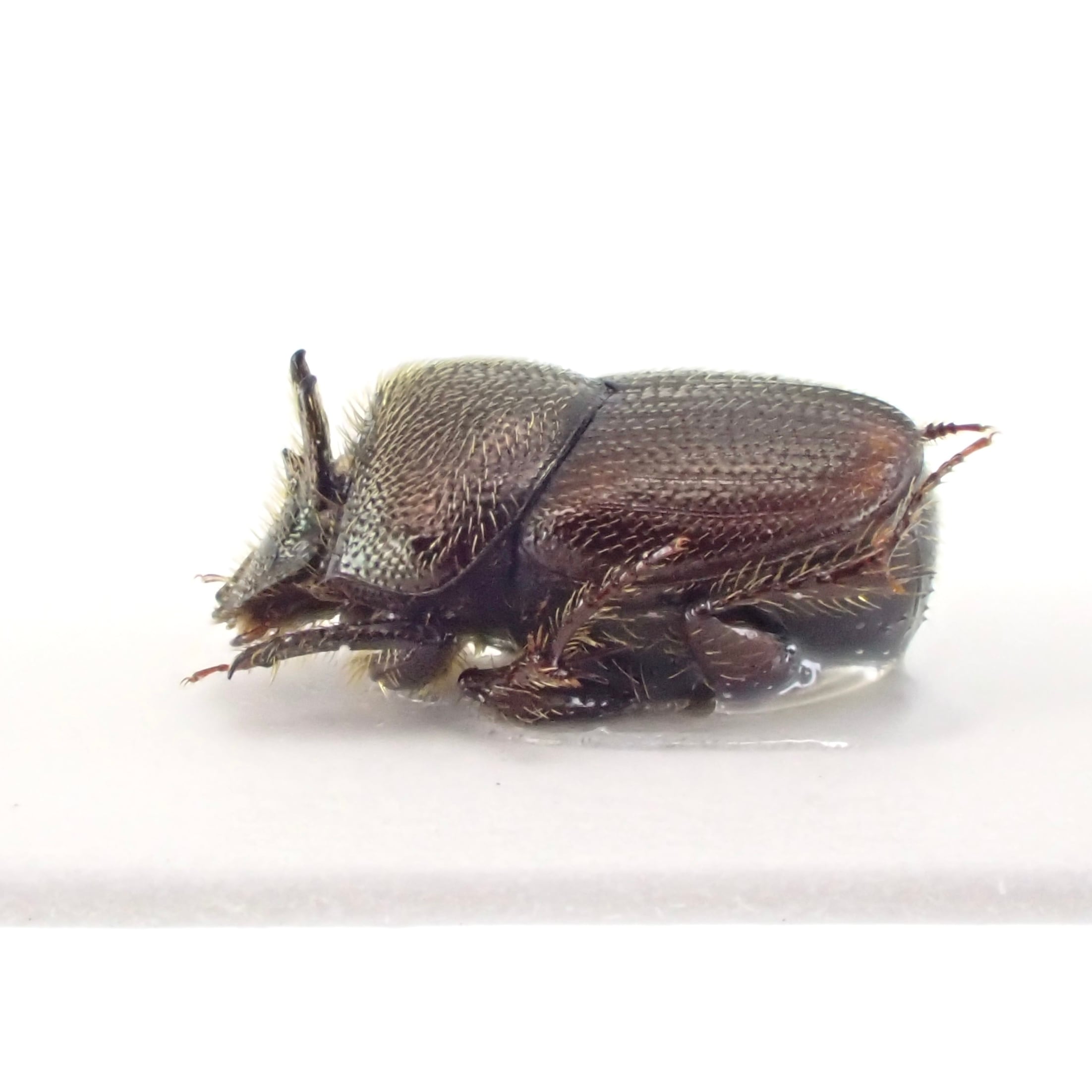 大型 コンゴ産 オリエンタリス ゴライアス 【公式通販】