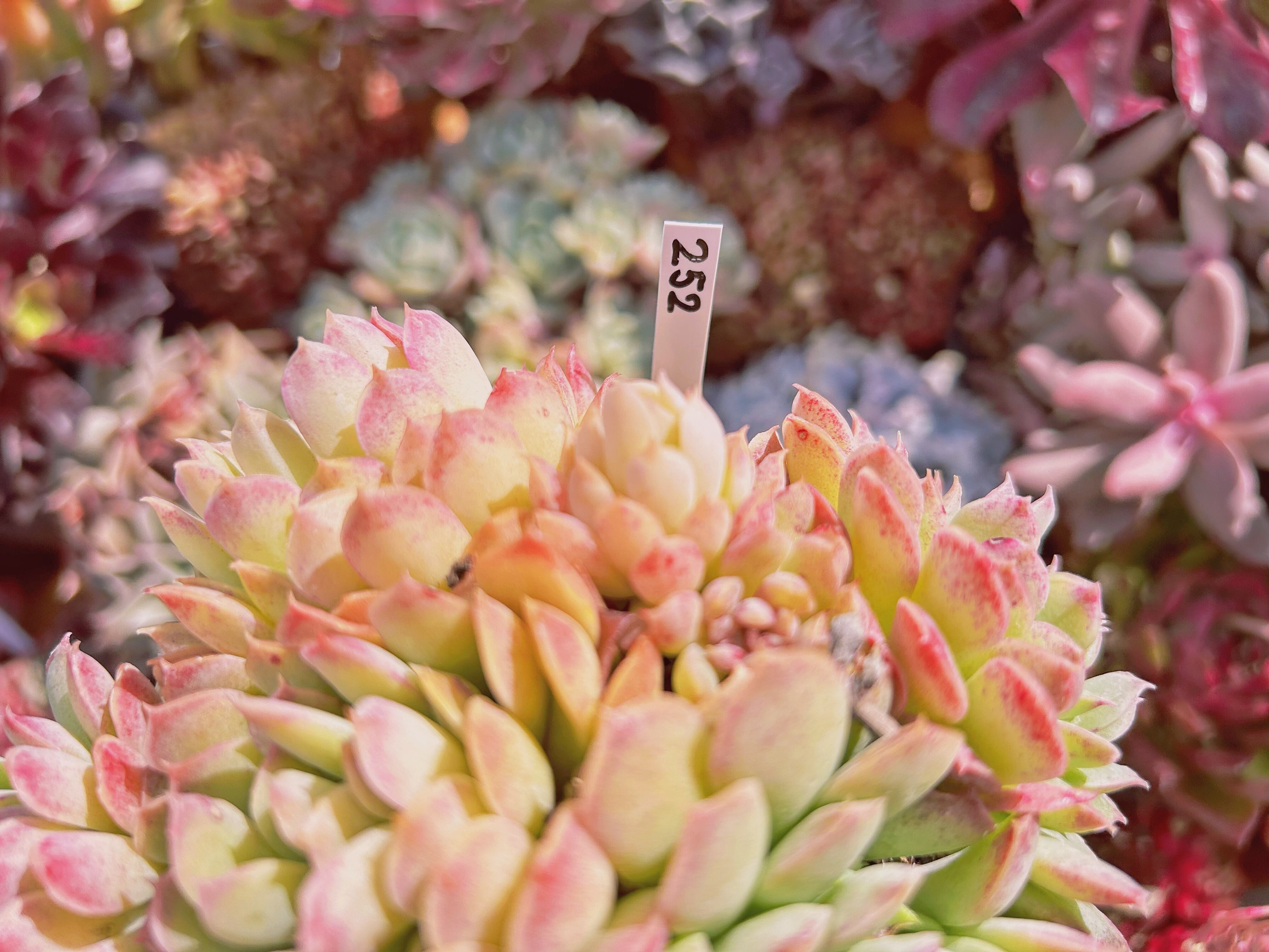 252現物 多肉植物 レッドホール 特大群生 抜き苗 | るる農園~多肉植物専門