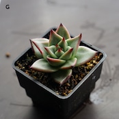 選べる抜き苗 アガボイデス エボニー 実生 Echeveria agavoides 'Evony'