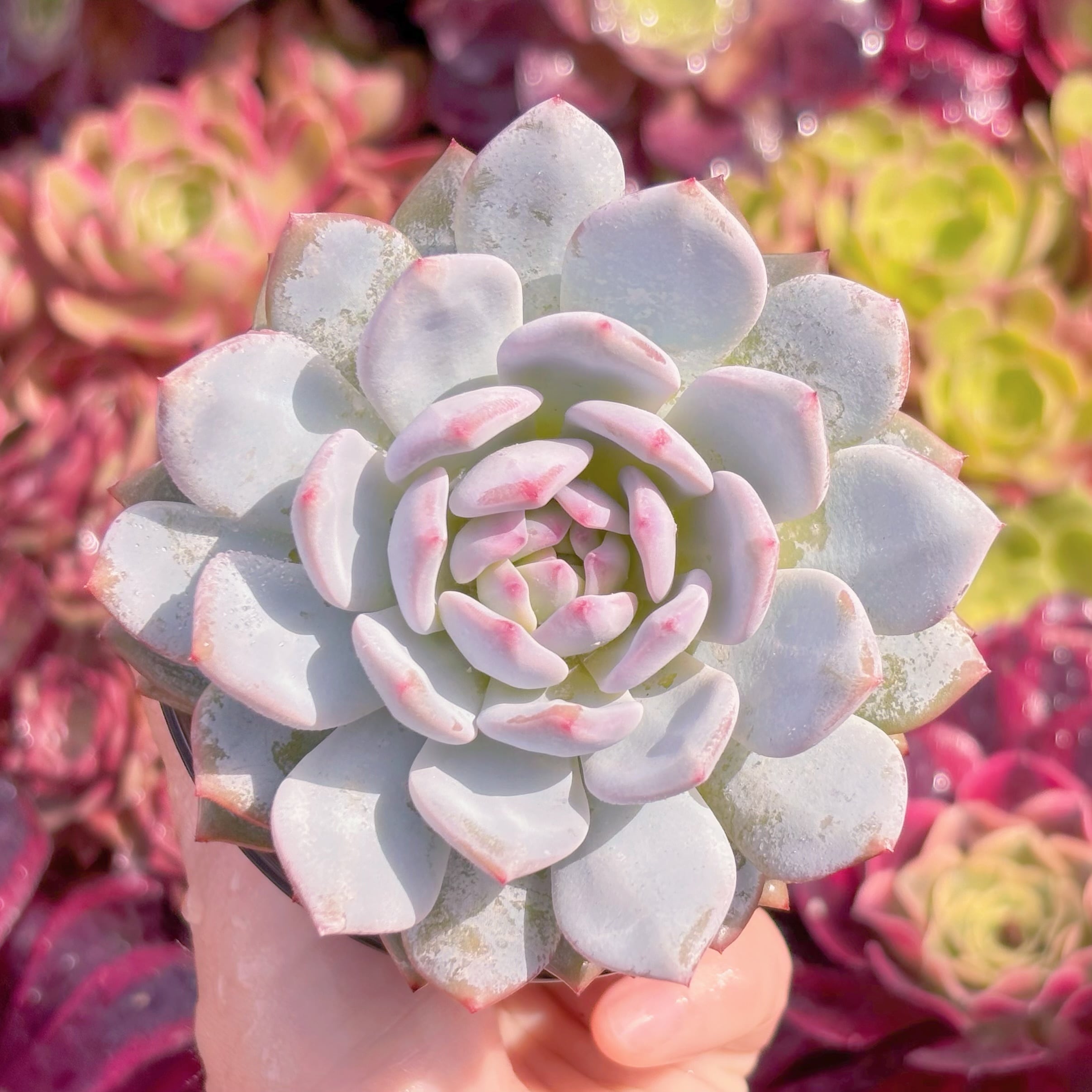 現品　玉芙蓉#2201　大苗　るる農園