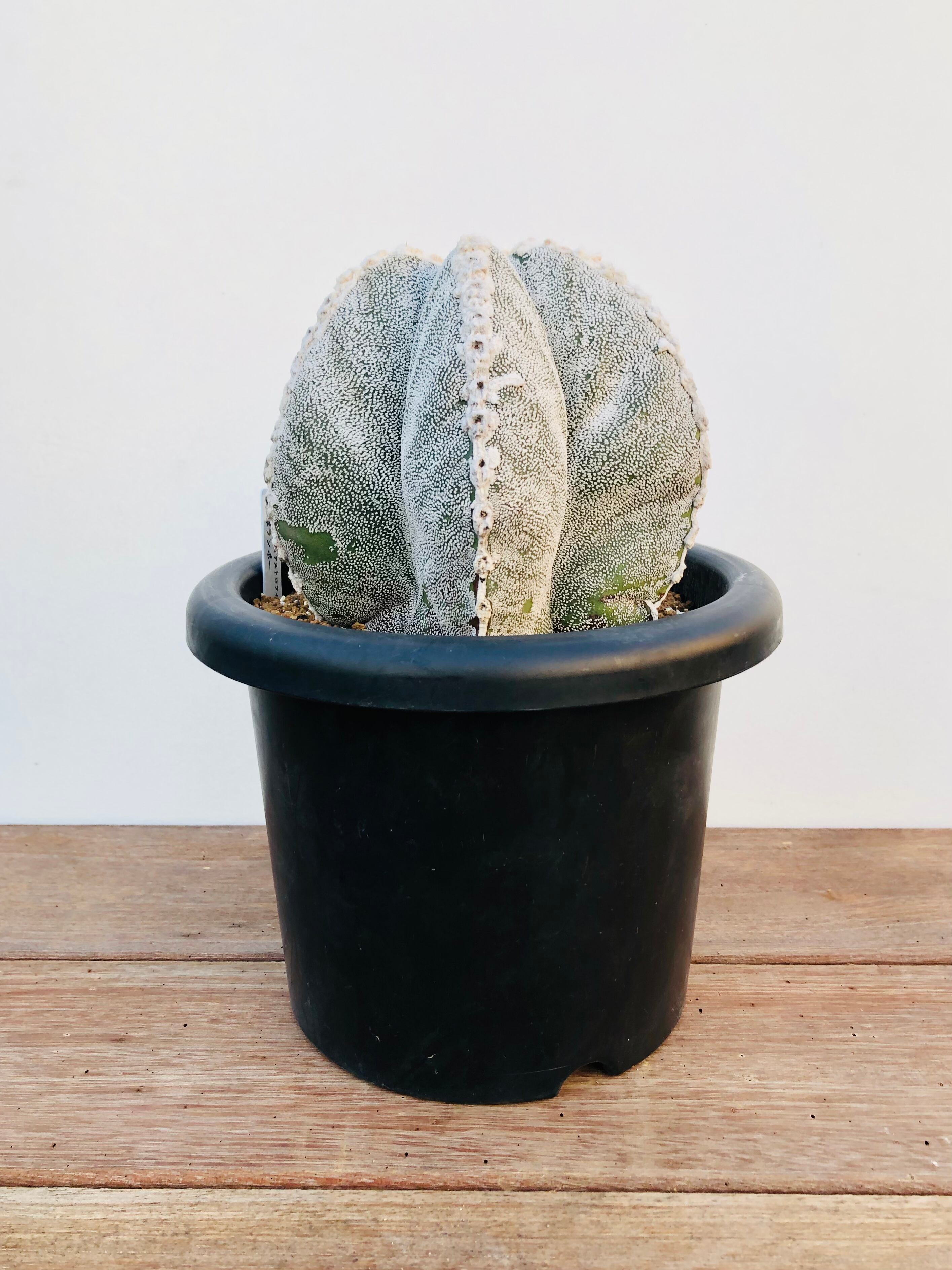 サボテン アストロフィツム 恩塚ランポー玉 恩塚鸞鳳玉 3.5号 B