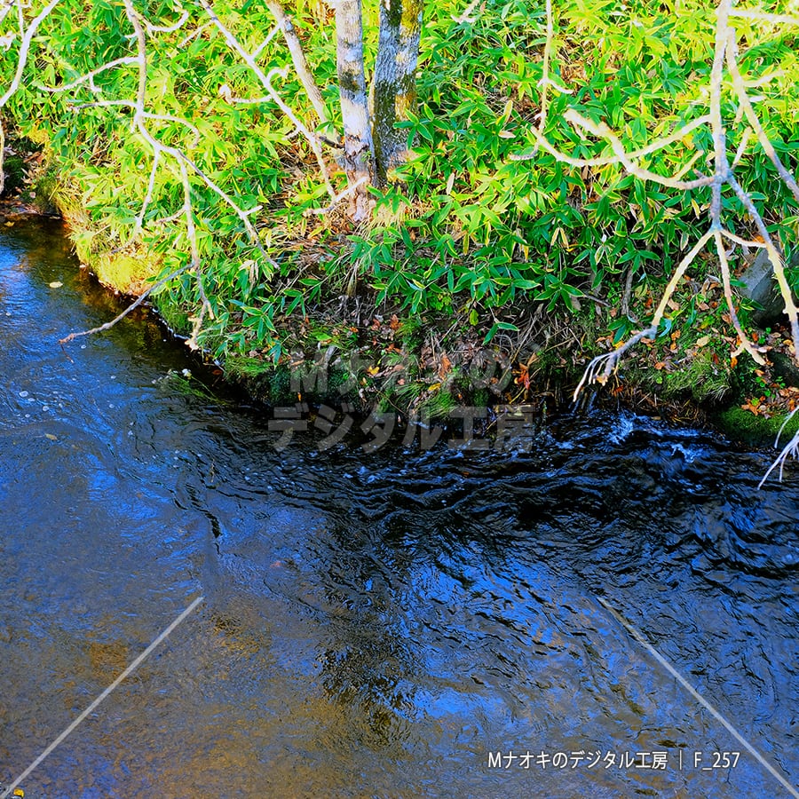秋の川の流れとクマザサ 【F_257】　Autumn river flow and bamboo grass