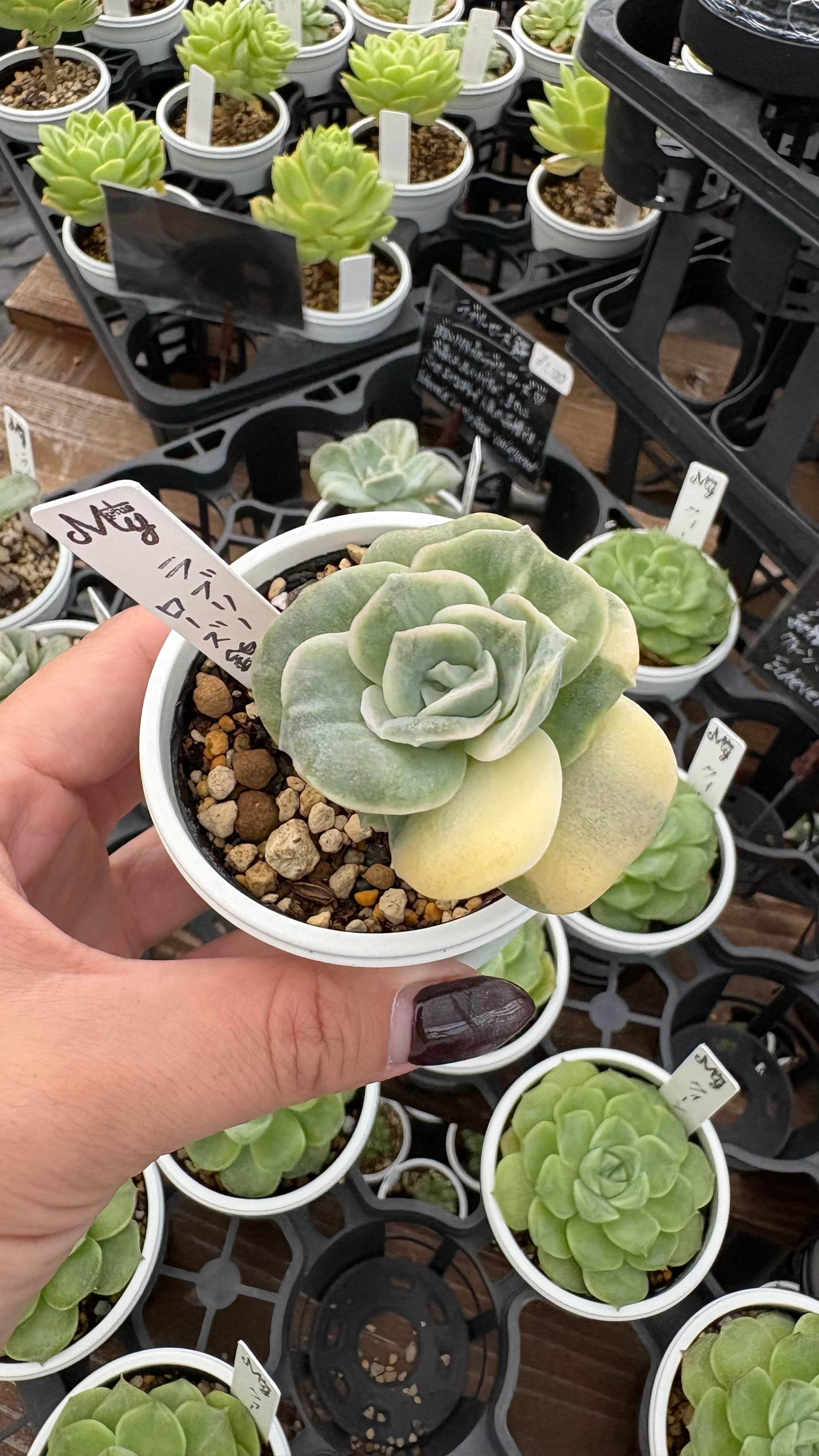 多肉植物 アエオニウム レア 孔雀白錦 美苗 #孔3 | PAY ID