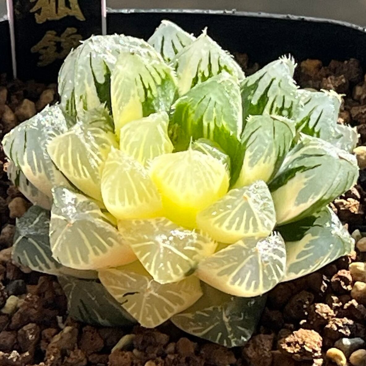 ハオルチア 花狐錦 | mocono_plants