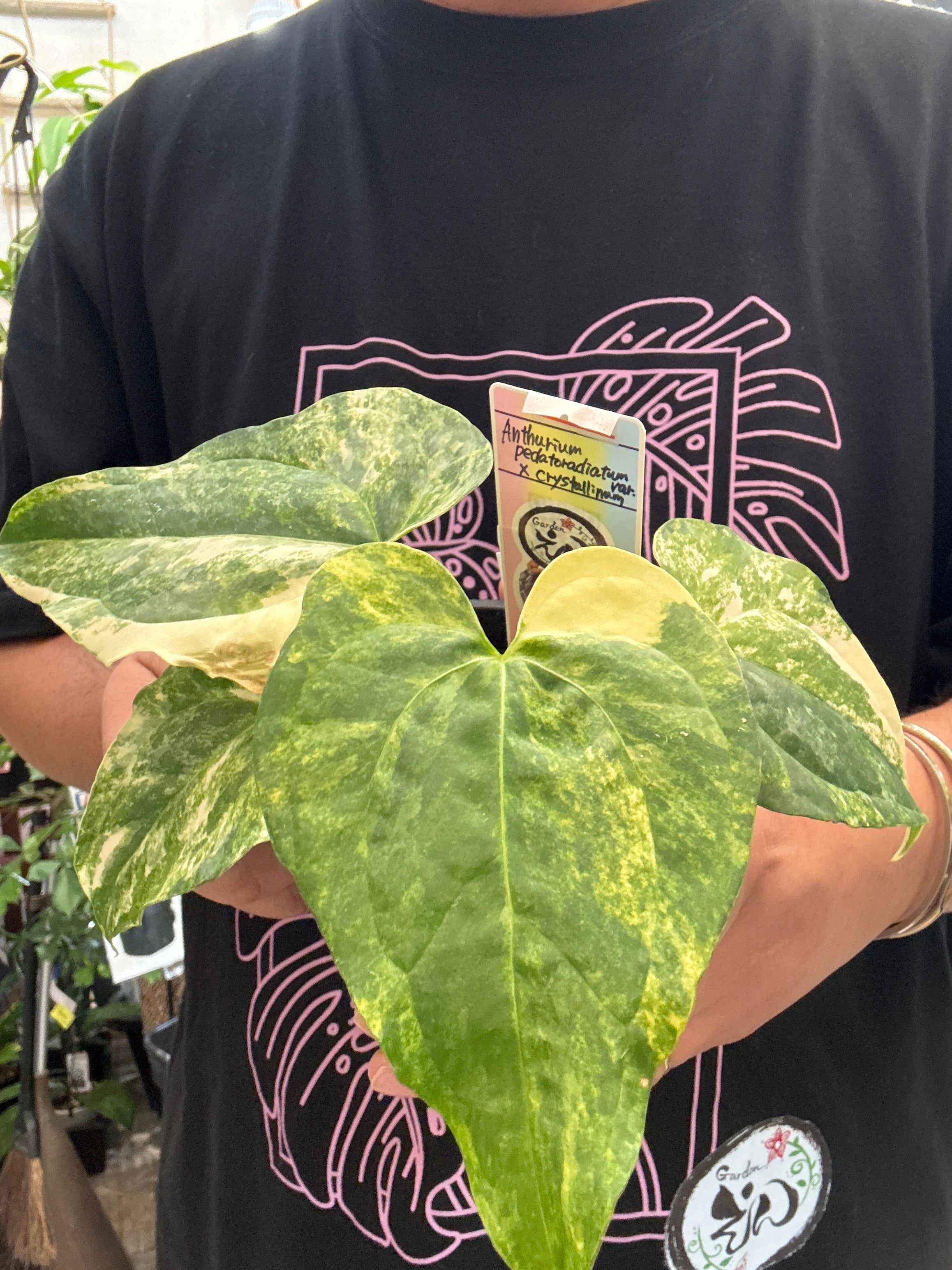 斑入り植物(バリエガータ・錦) | Gardenえん 【観葉熱帯植物】