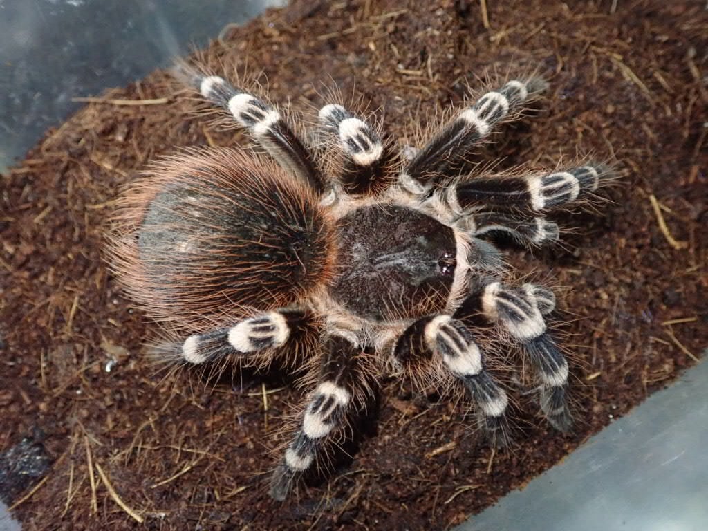 Tarantula タランチュラ | Bebe Rep. 奇蟲部門