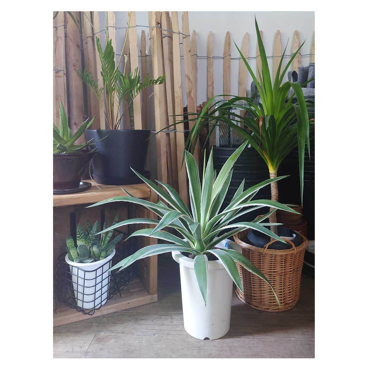 【鉢植え・送料込】アガベ ハクセンコウ 沖縄育ち 鉢植え・送料込】アガベ ハクセンコウ 沖縄育ち - メルカリ