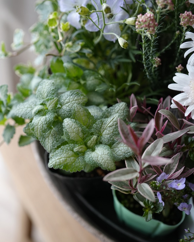 【花苗セット】マーガレット、デルフィニウムの淡い色のミニ苗セット