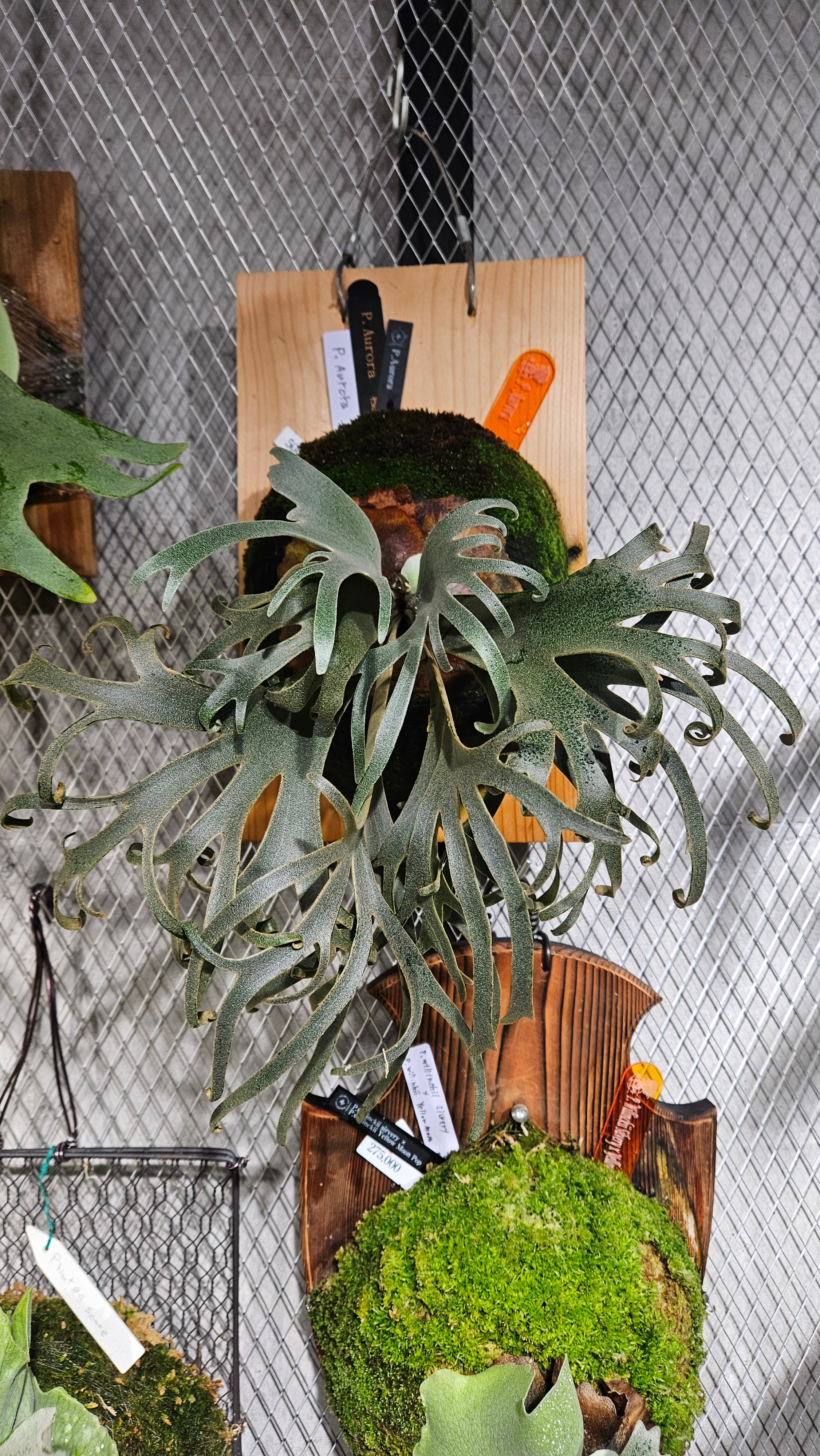 P.Aurora《Dwarf》【 artPLANTs/PLANTS GARAGE 】ビカクシダ