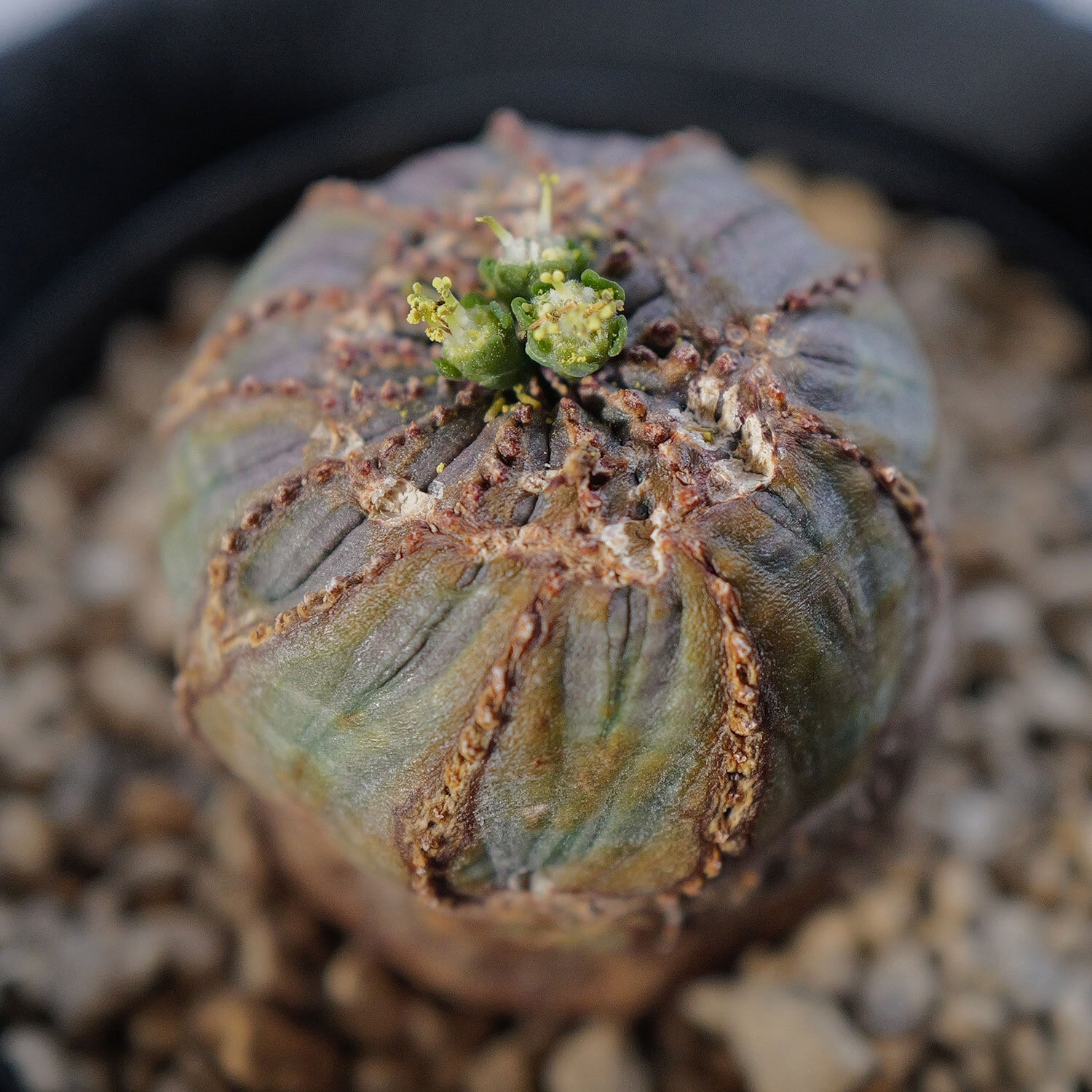 オス株【厳選株】異型 マイクロ 捻じれ ラギット オベサ