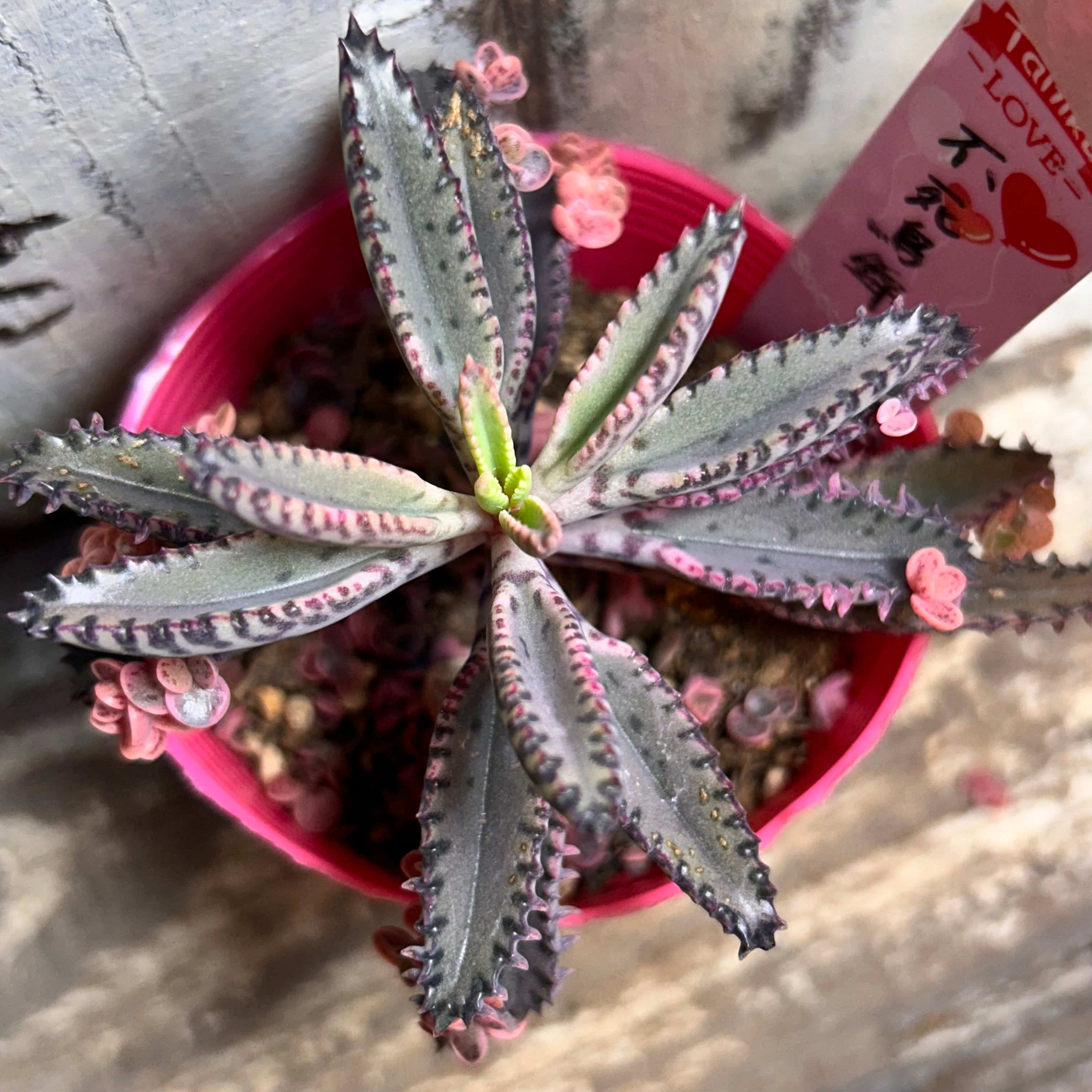 錦 | RuPo 多肉植物専門店