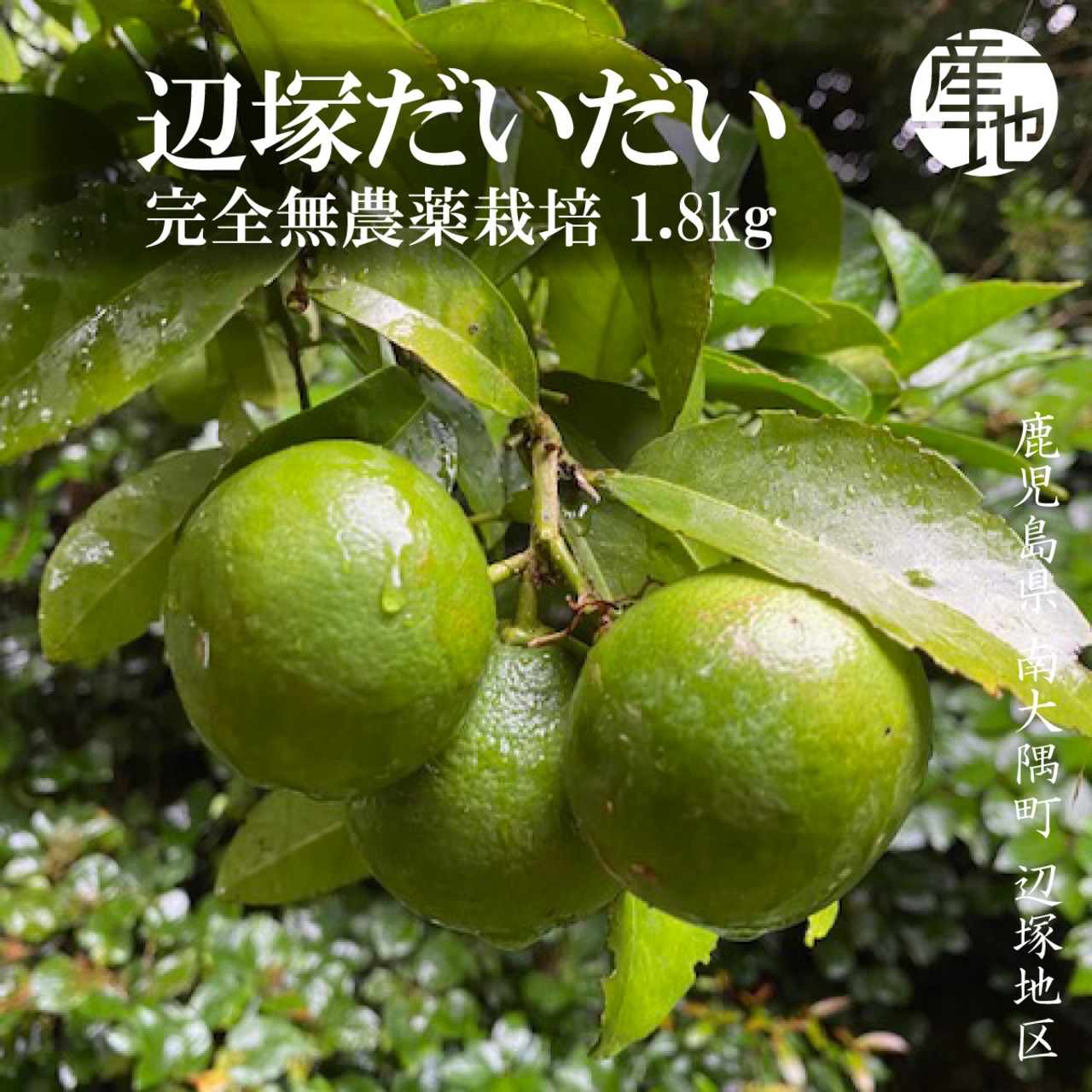 【満天☆青空レストラン】【完全無農薬栽培】辺塚だいだい1.8kg 予約販売始めました！ - 1