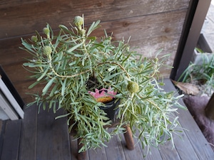 【現物】リューコスペルマム "カリプソゴールド"