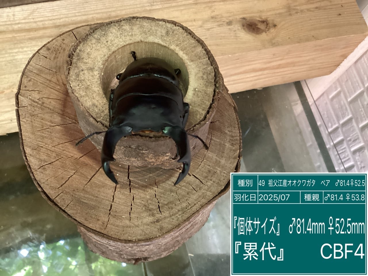 愛知県祖父江産オオクワガタペアNO49 ♂81.4mm♀52.5mm | 国産クワガタ