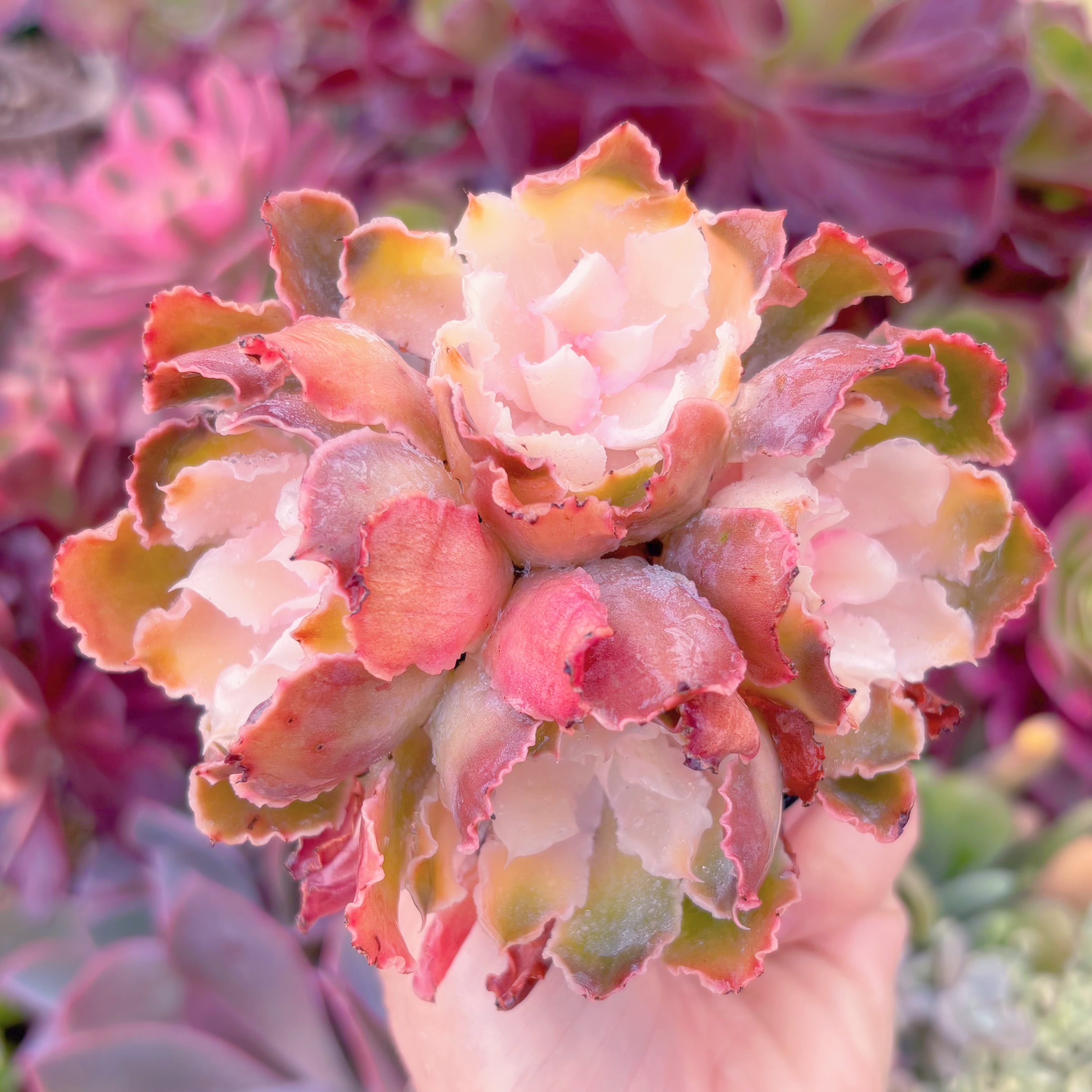 現品　シャビアナ#024　群生　るる農園