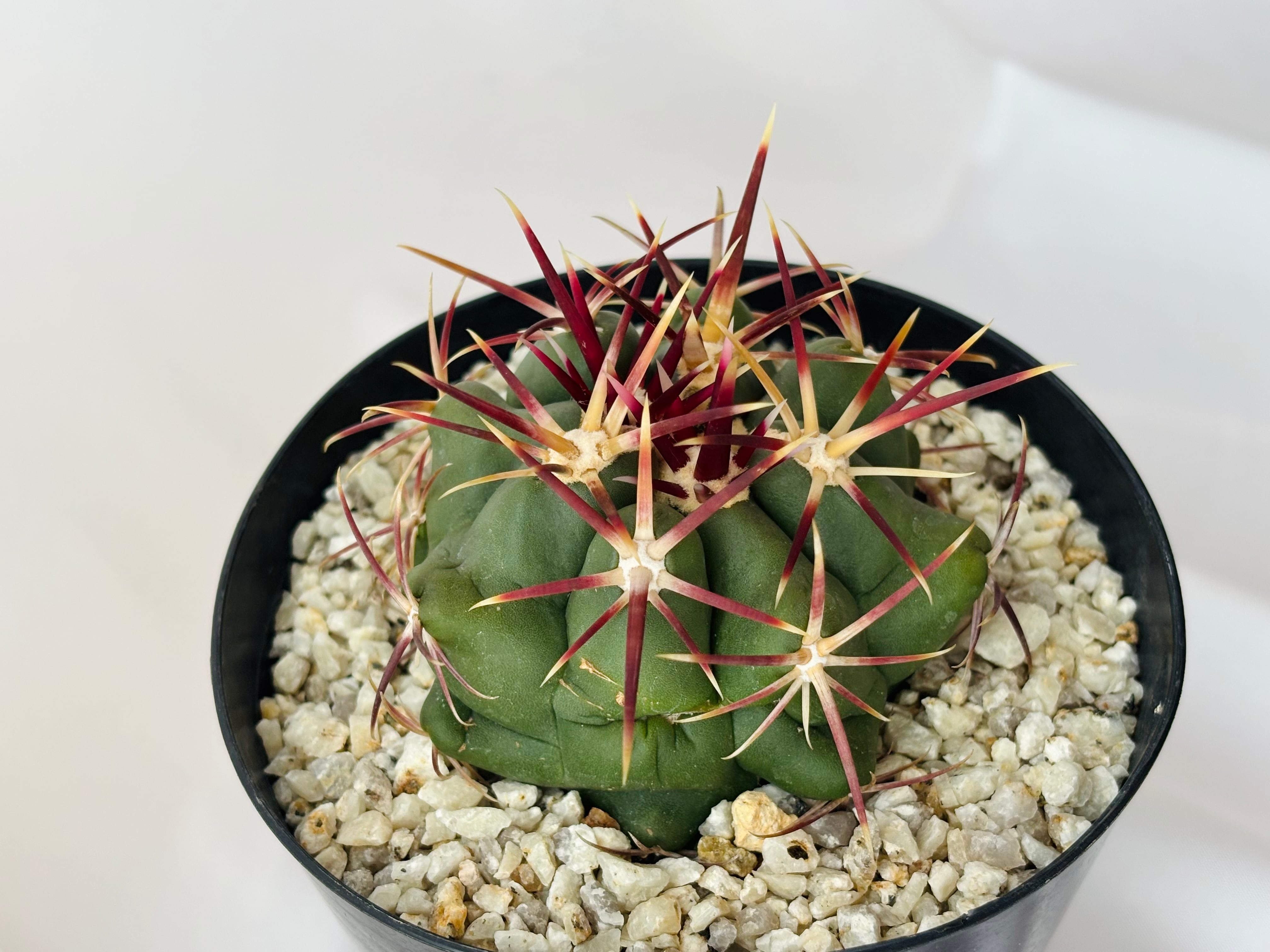 Theiocactus heteromus テロカクタス 紅鷹 サボテン | plants MARU