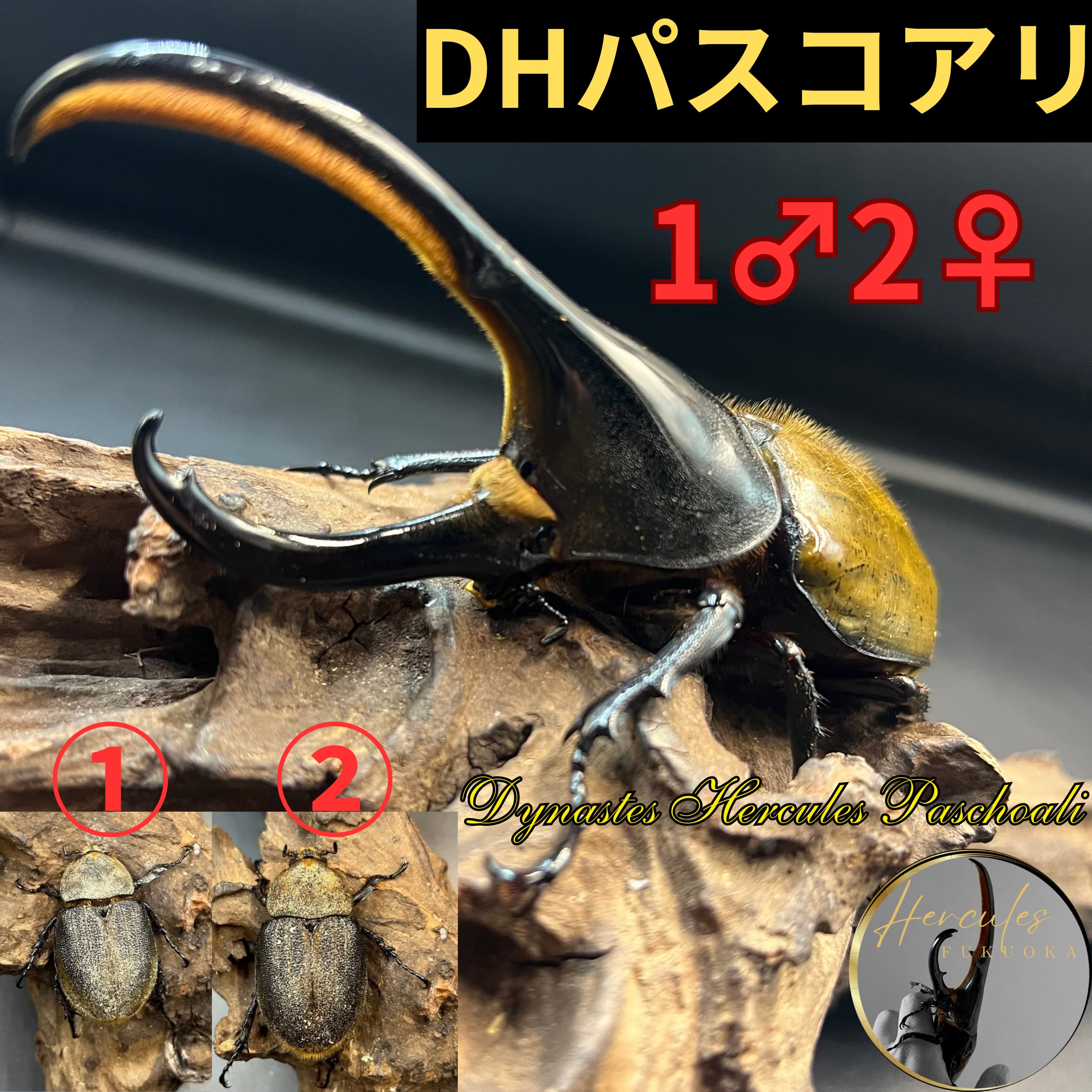 ペア | ヘラクレス アートオブヘラクレスへラクレスオオカブト オス