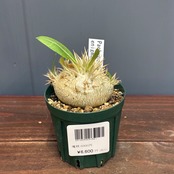 【新着3日限定10%OFF】パキポディウム　エニグマチカム【0175】