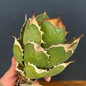 アガベ　チタノタ　バッファロー【201】