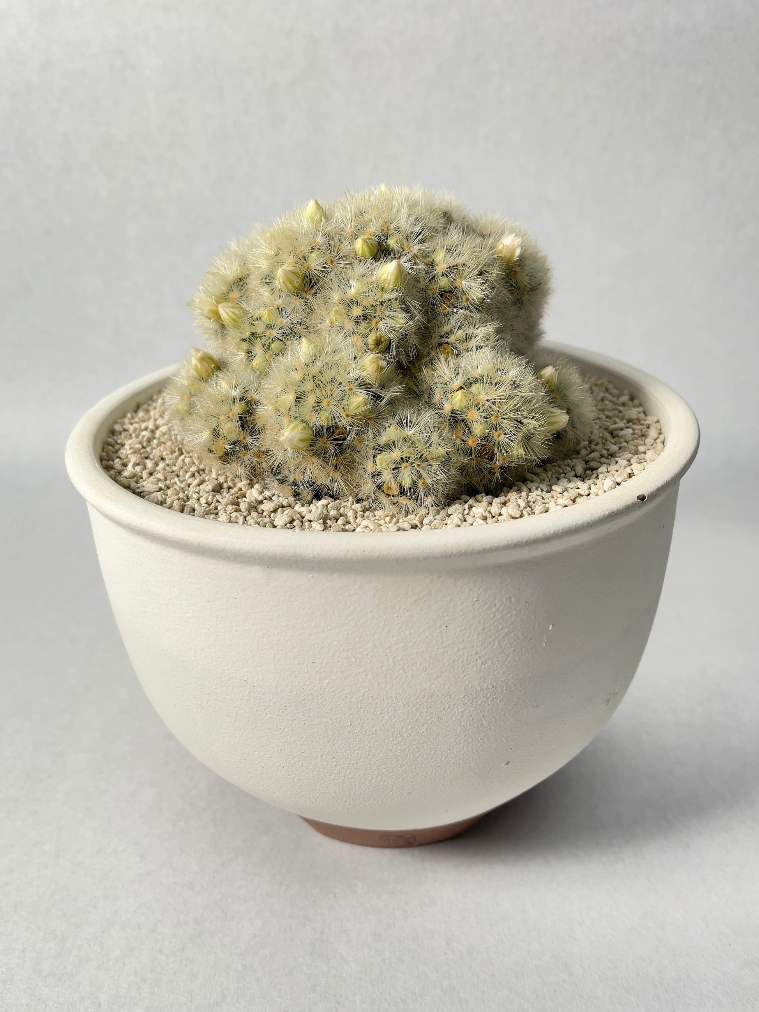 カルメナエ 大株 マミラリア 2016年8月のマミラリアのカルメナエ。増えて4つになりました