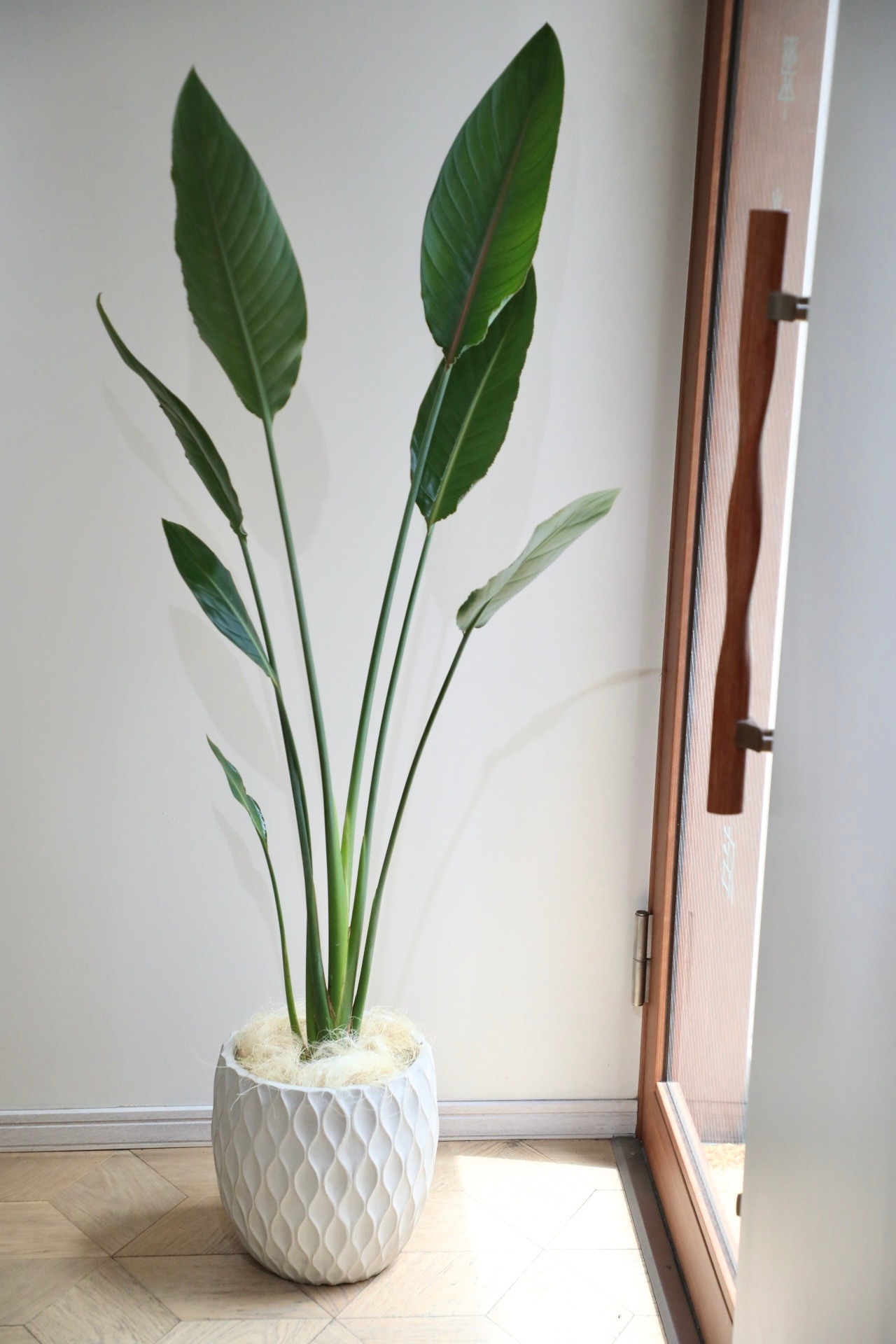 【L/150cm】ストレリチア レギネ/Strelitzia reginae