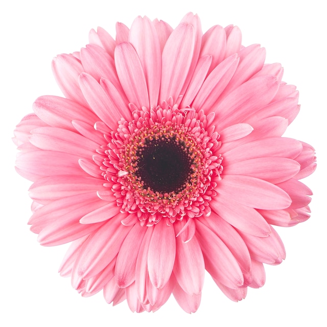 【FASANA】バラ売り2枚 ランチサイズ ペーパーナプキン Gerbera ホワイト