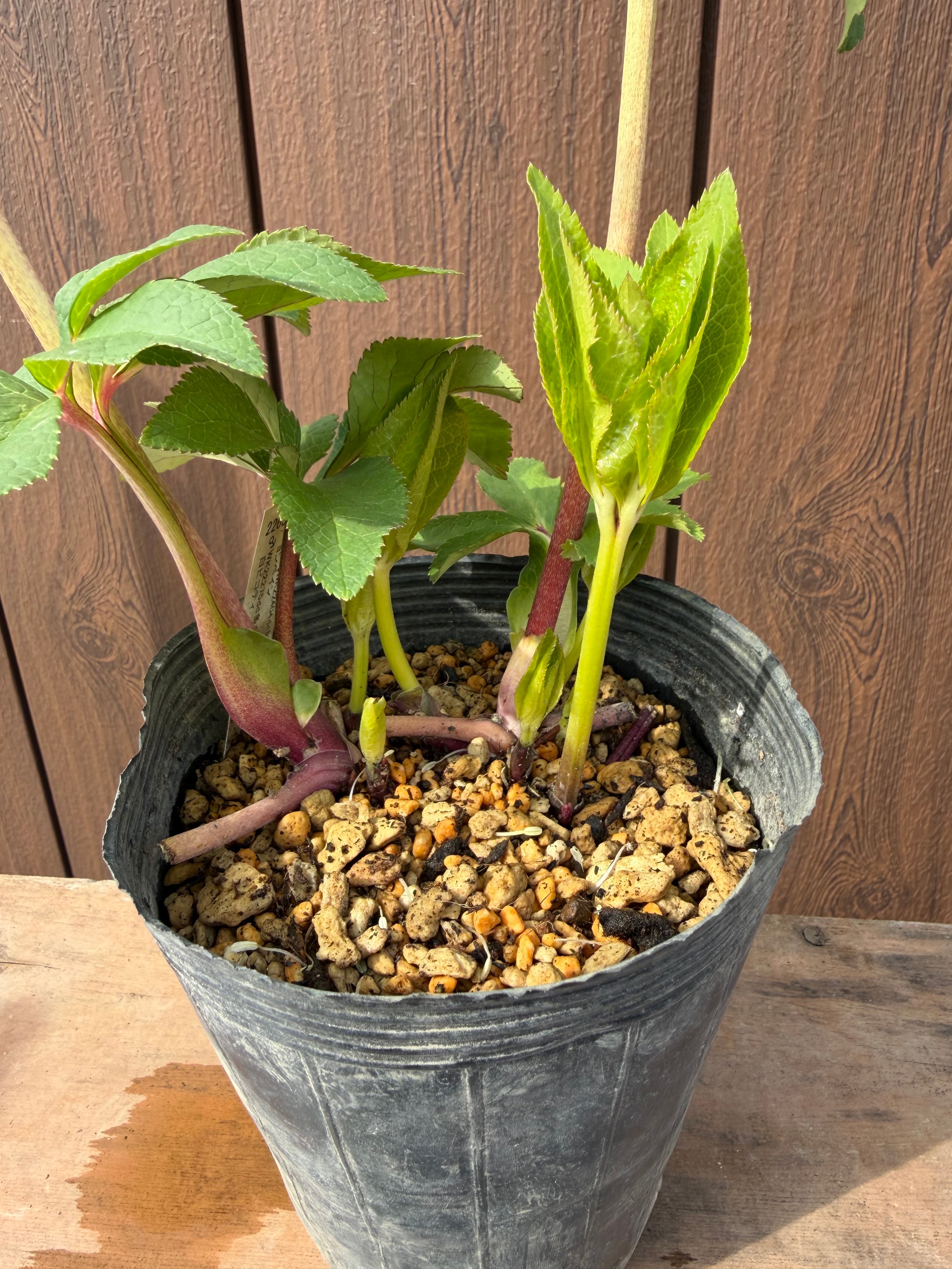 ピンクグラデーションdd 加藤農園 クリスマスローズ【Ka07】送料無料